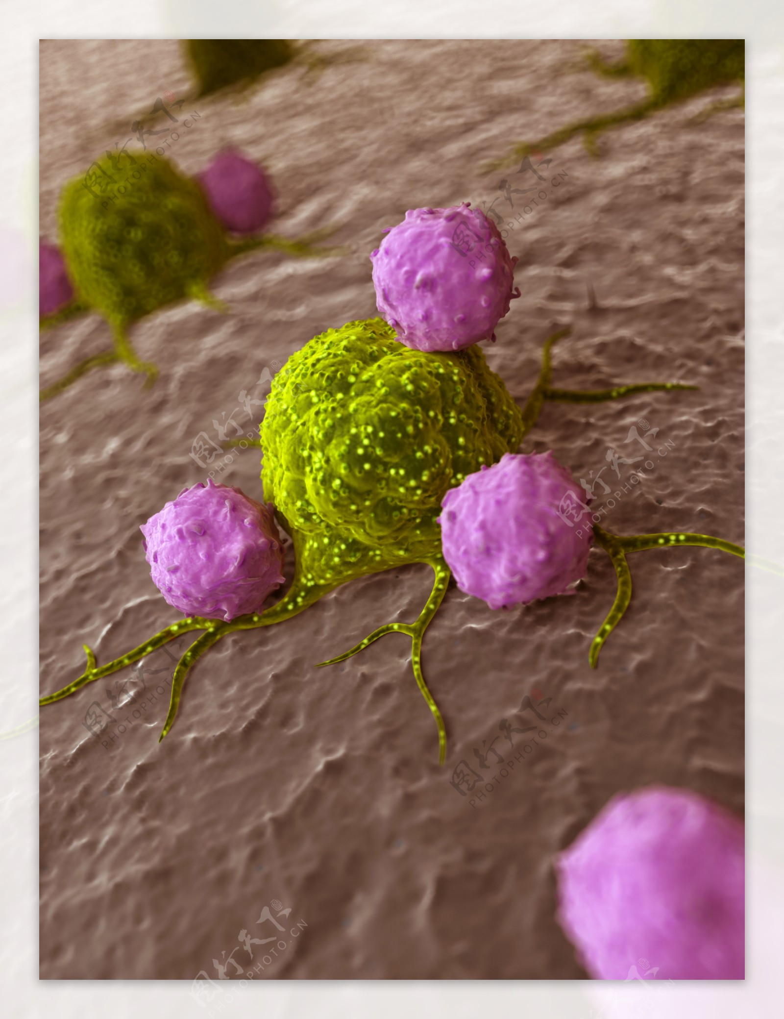 癌症病毒图片