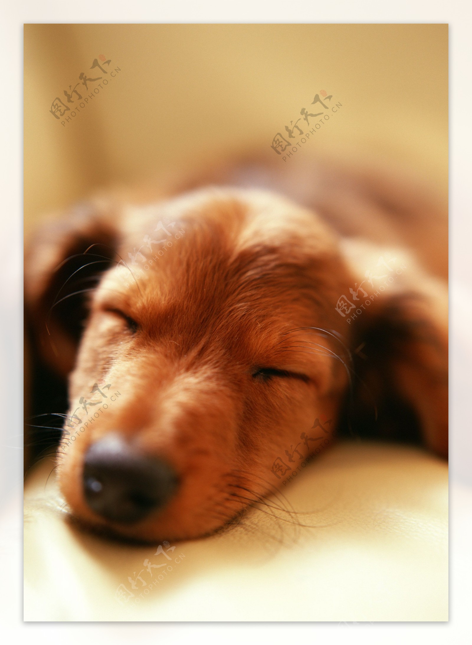 睡着的狗狗头部特写图片