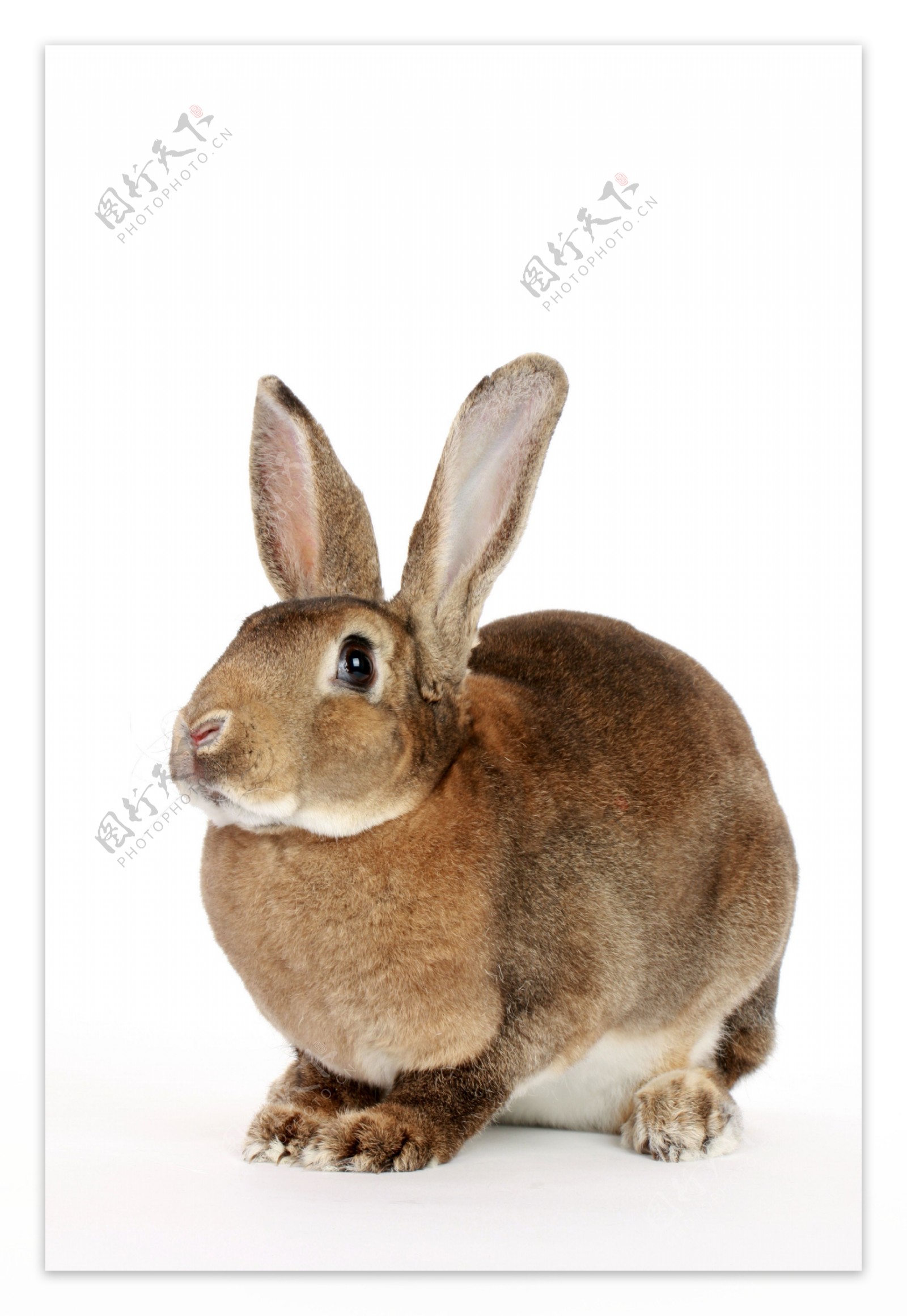 蹲着的黄褐色兔子图片