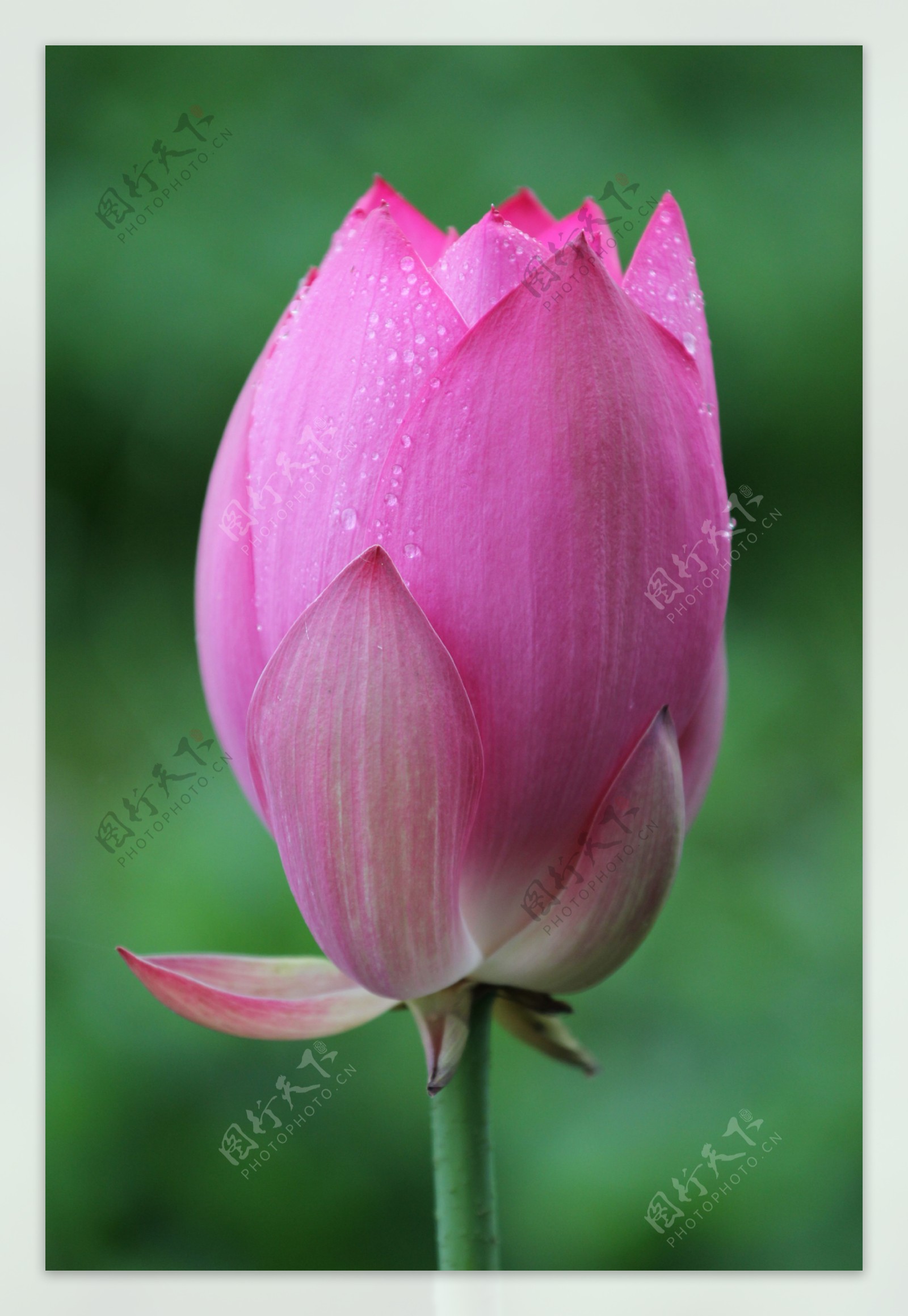 粉色莲花苞图片