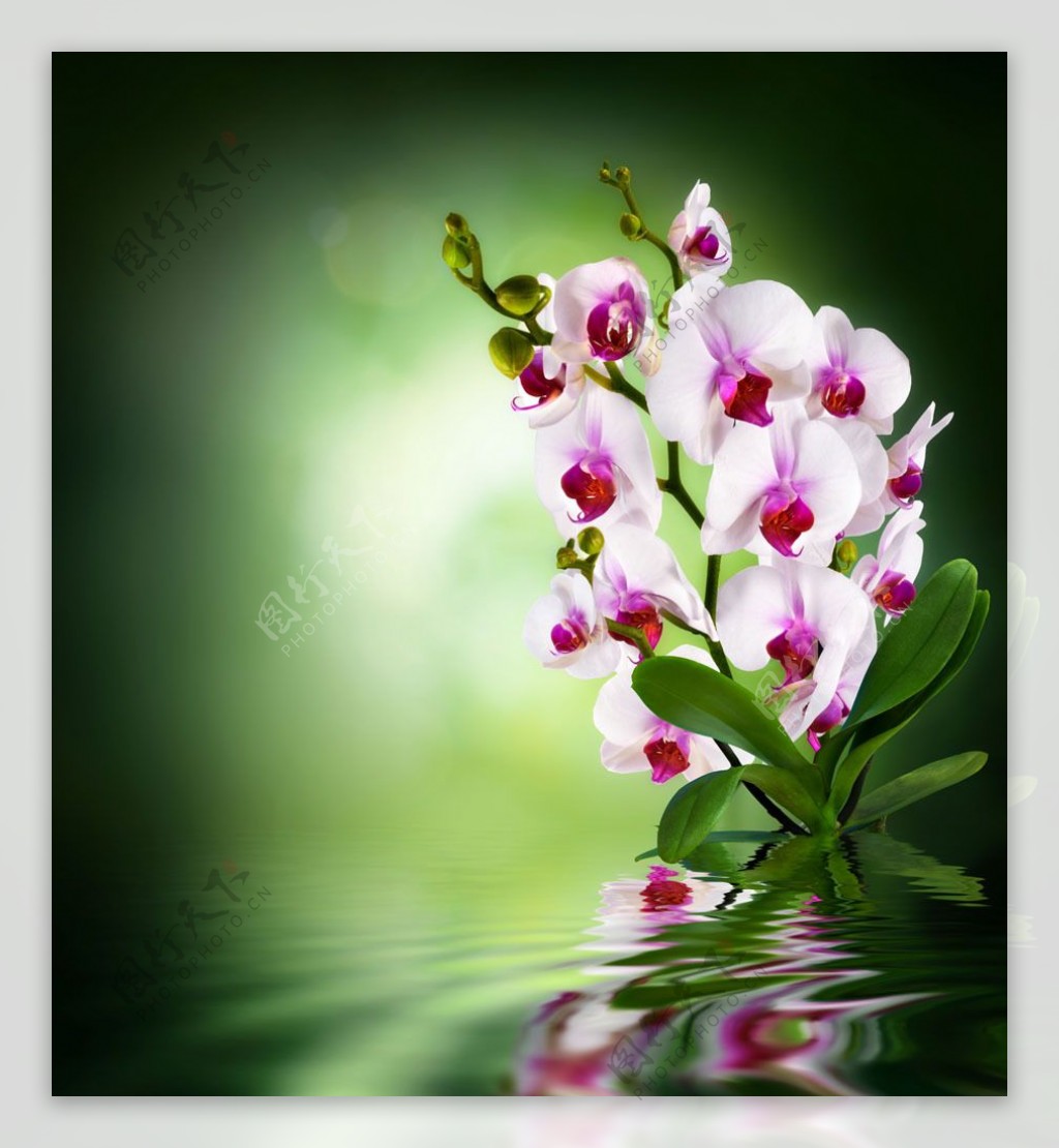 水面上的粉色蝴蝶兰图片