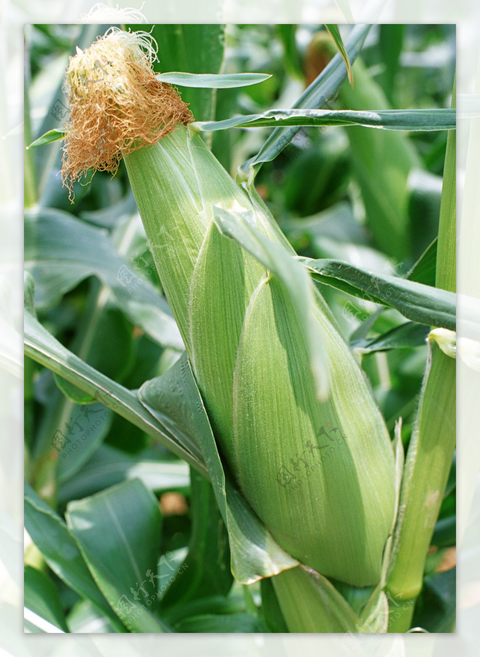 未成熟的玉米