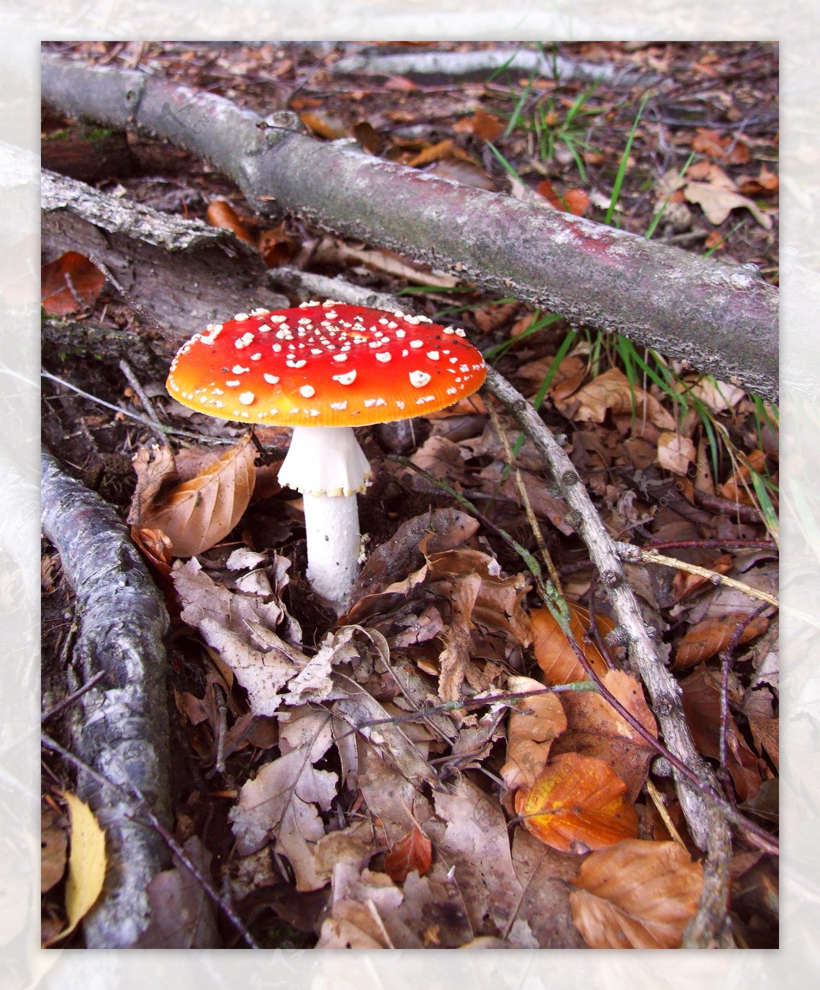 红色毒蝇伞毒蘑菇
