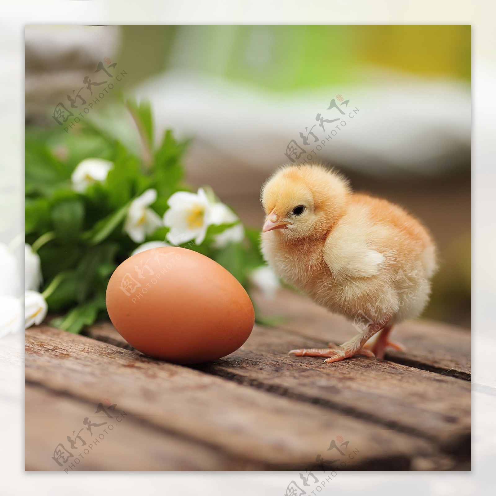 小鸡和鸡蛋