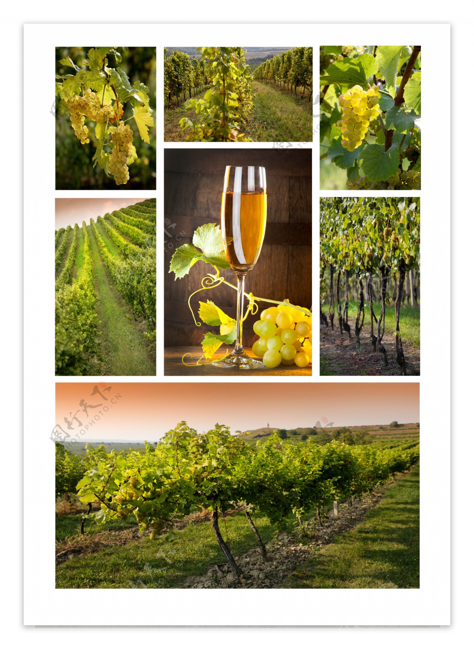 葡萄酒与葡萄庄园图片图片