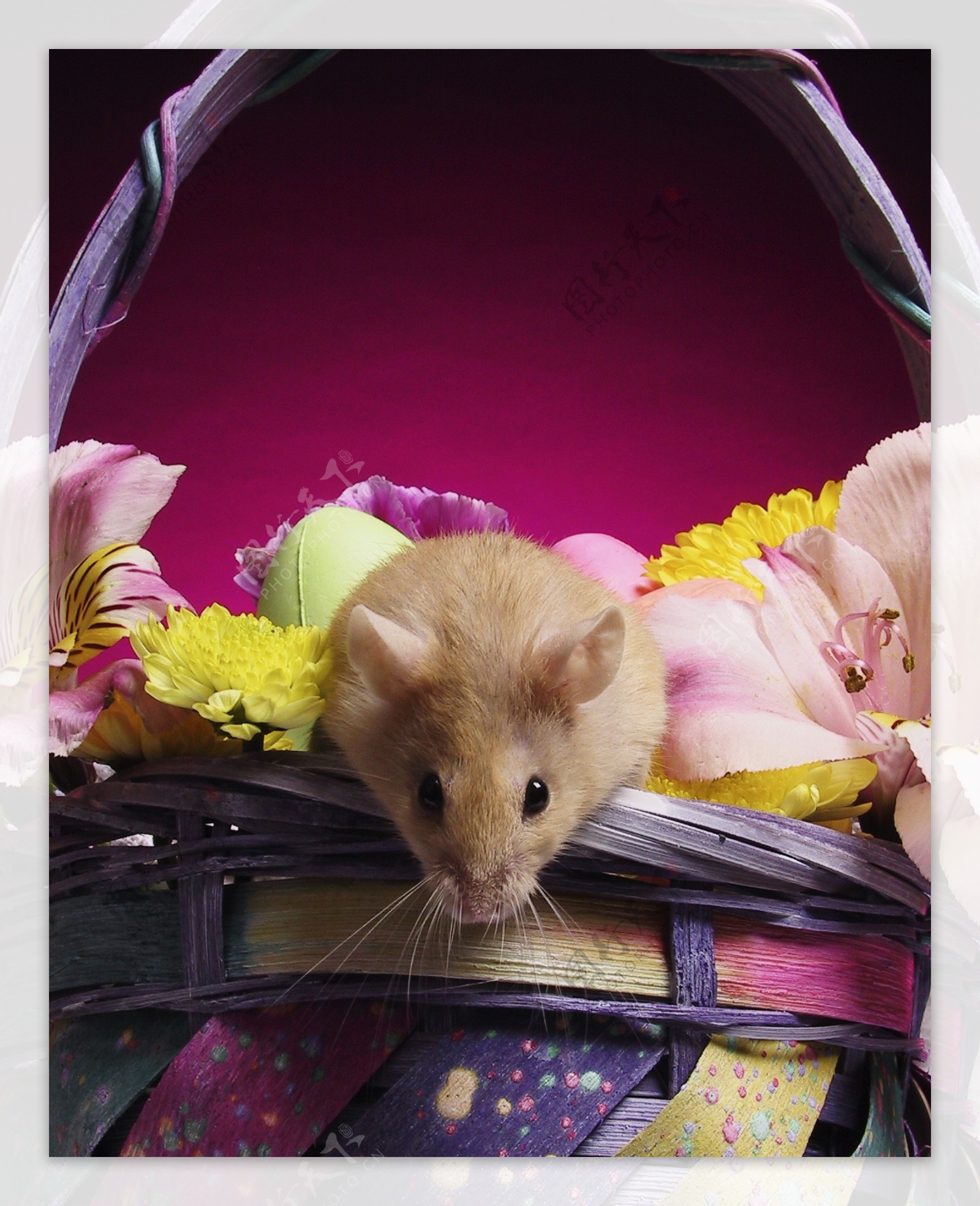 在花篮里的小老鼠