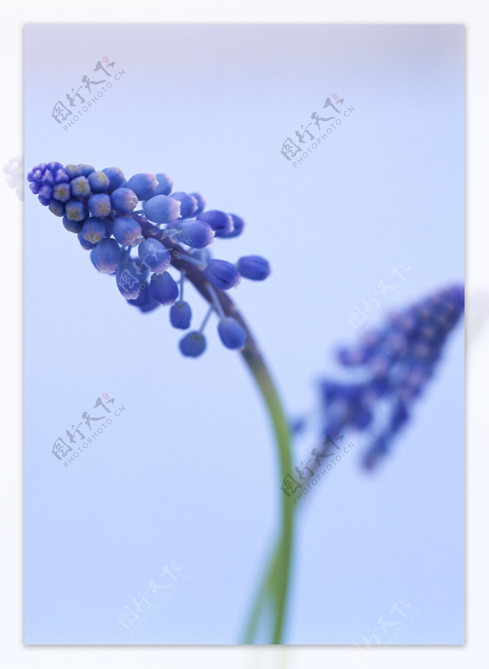 蓝色紫槐花图片