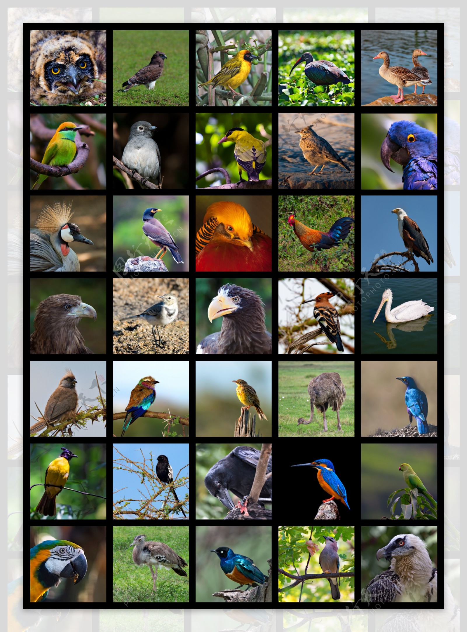 鸟类动物摄影