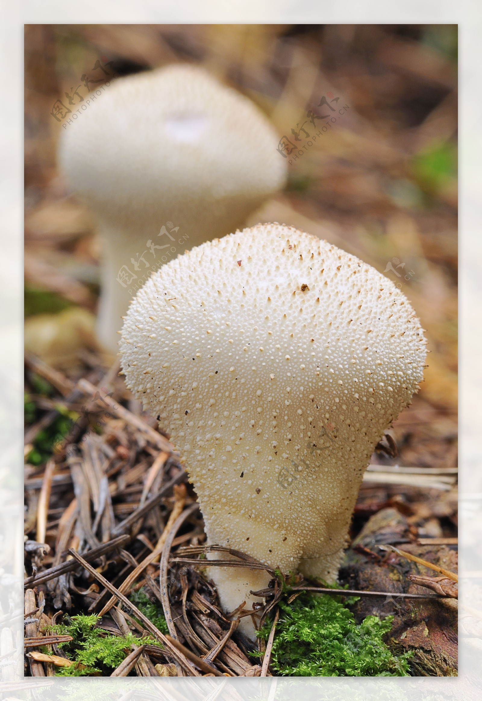 枯草中的蘑菇图片