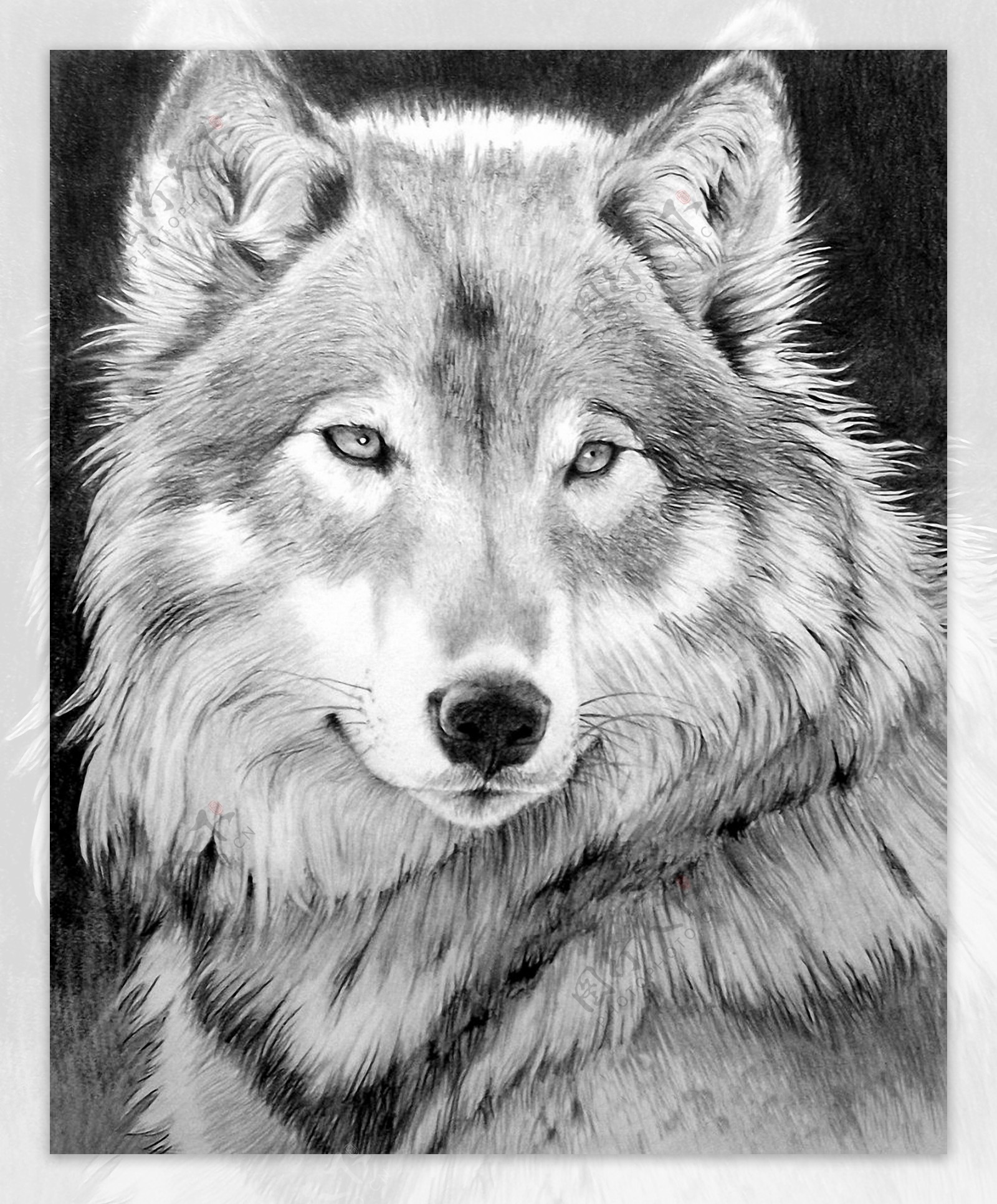 狼动物插图22
