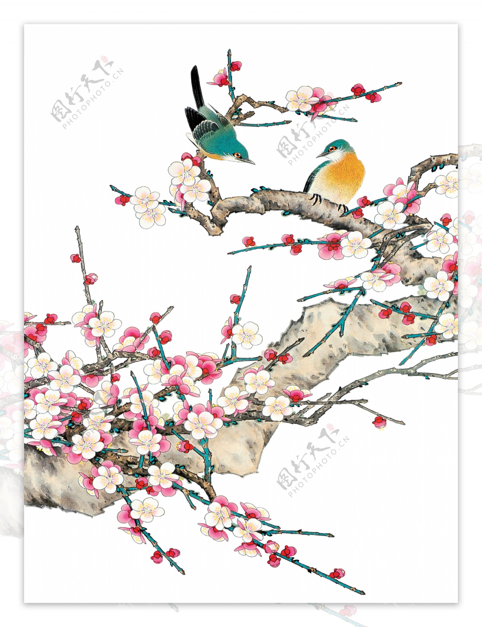 国画梅花枝头上的鸟图片
