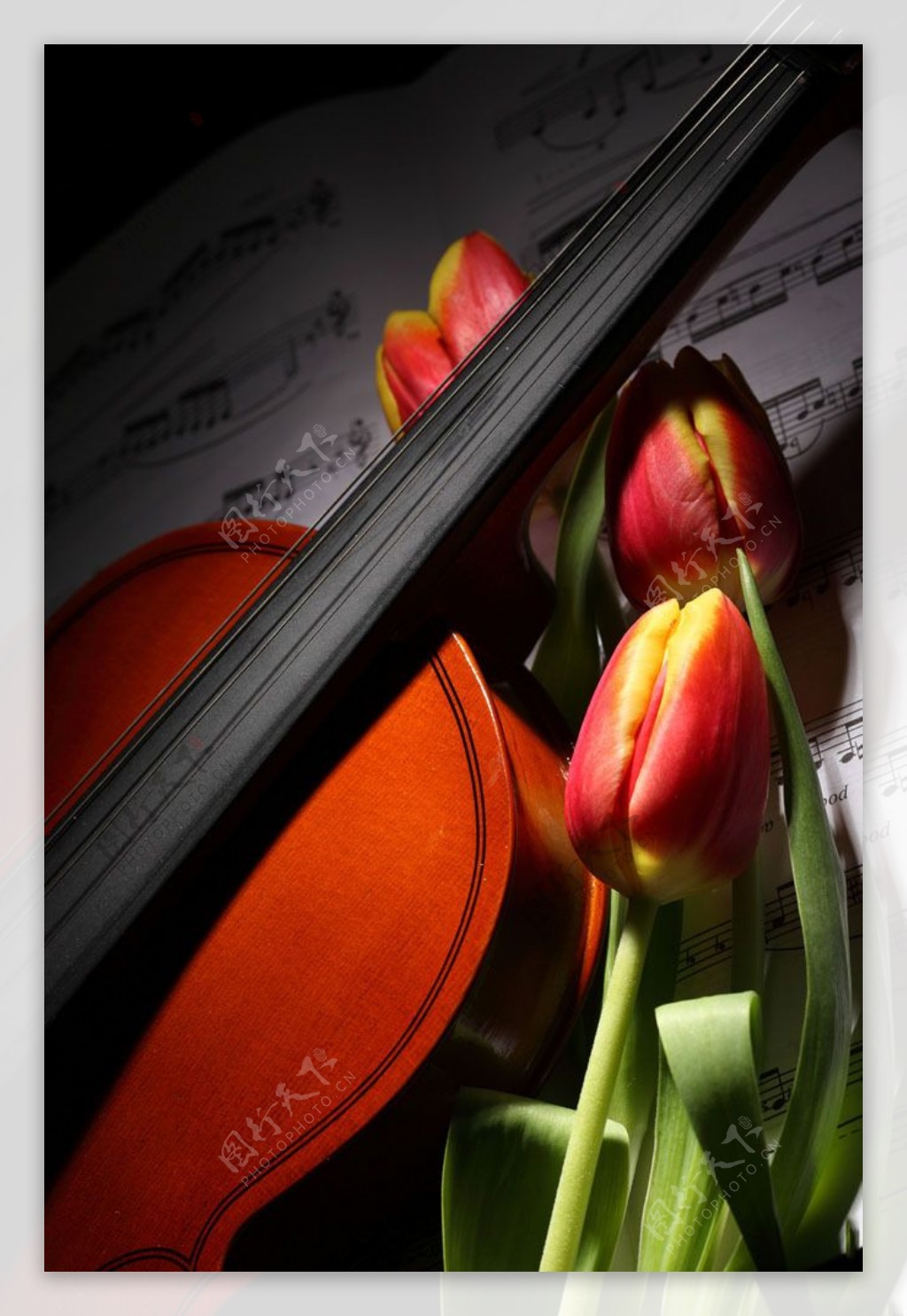 红色郁金香小提琴图片
