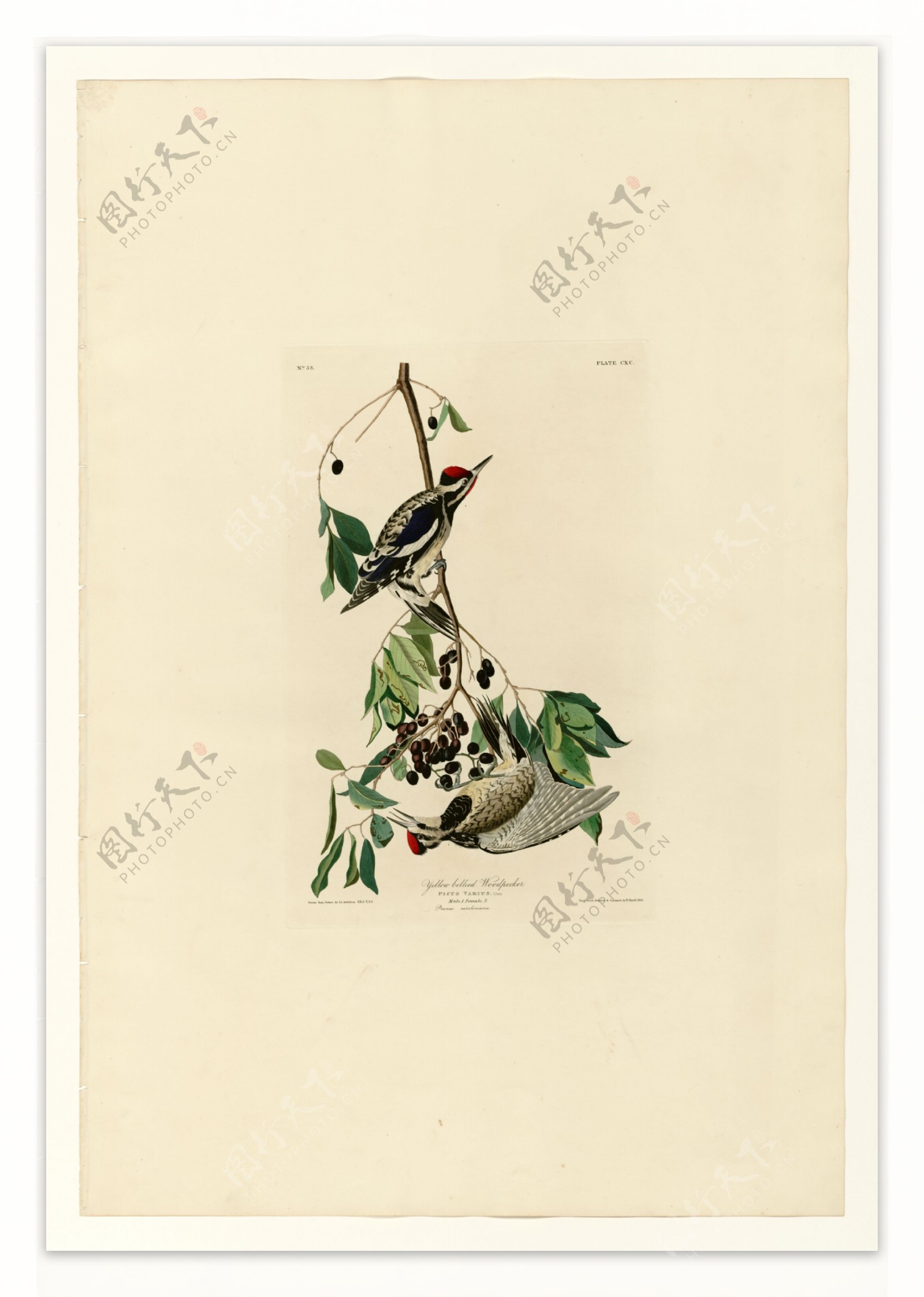 黄腹啄木鸟图片