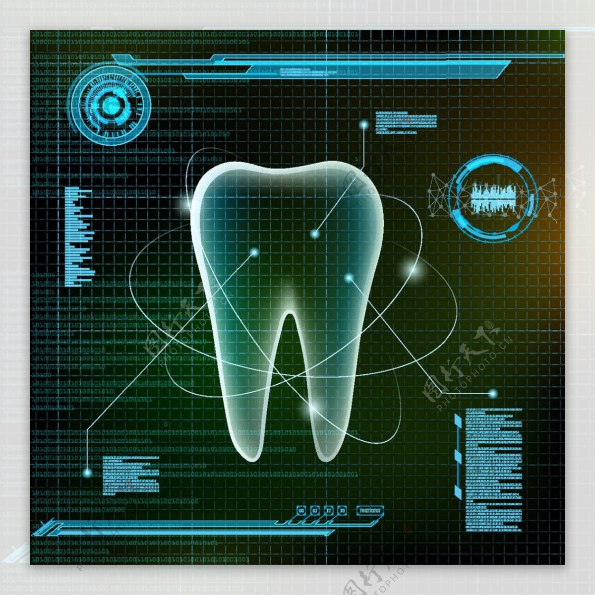 牙齿结构分析图片