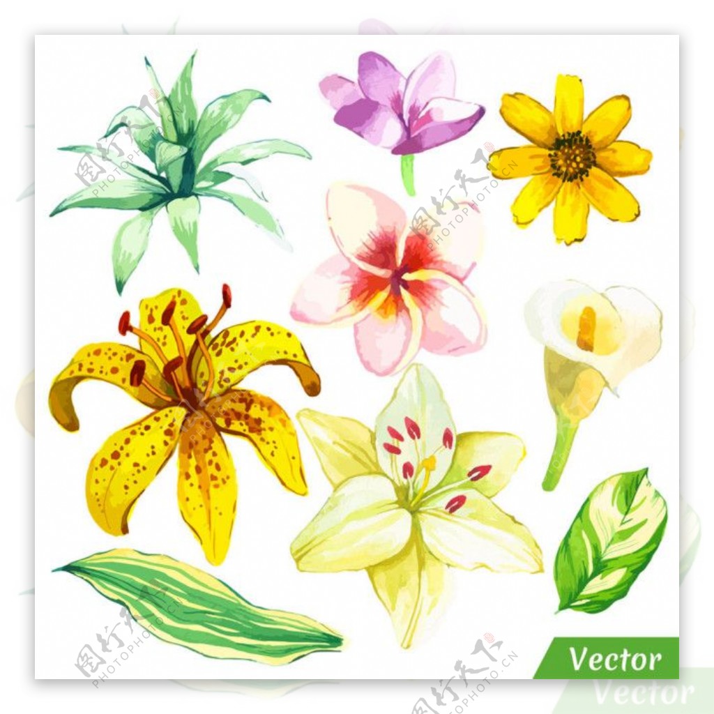 热带花朵绿叶图案图片