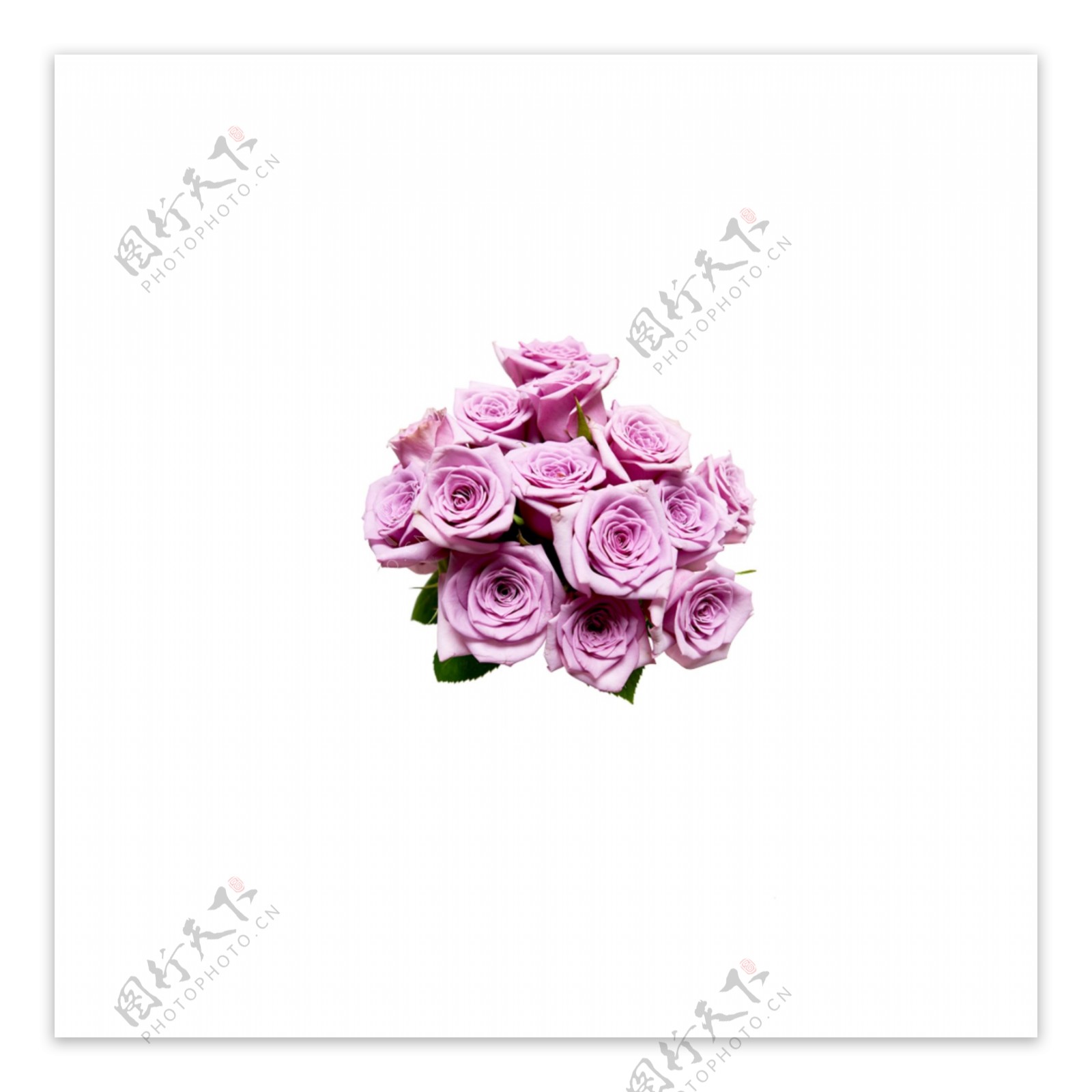 浅紫色玫瑰花