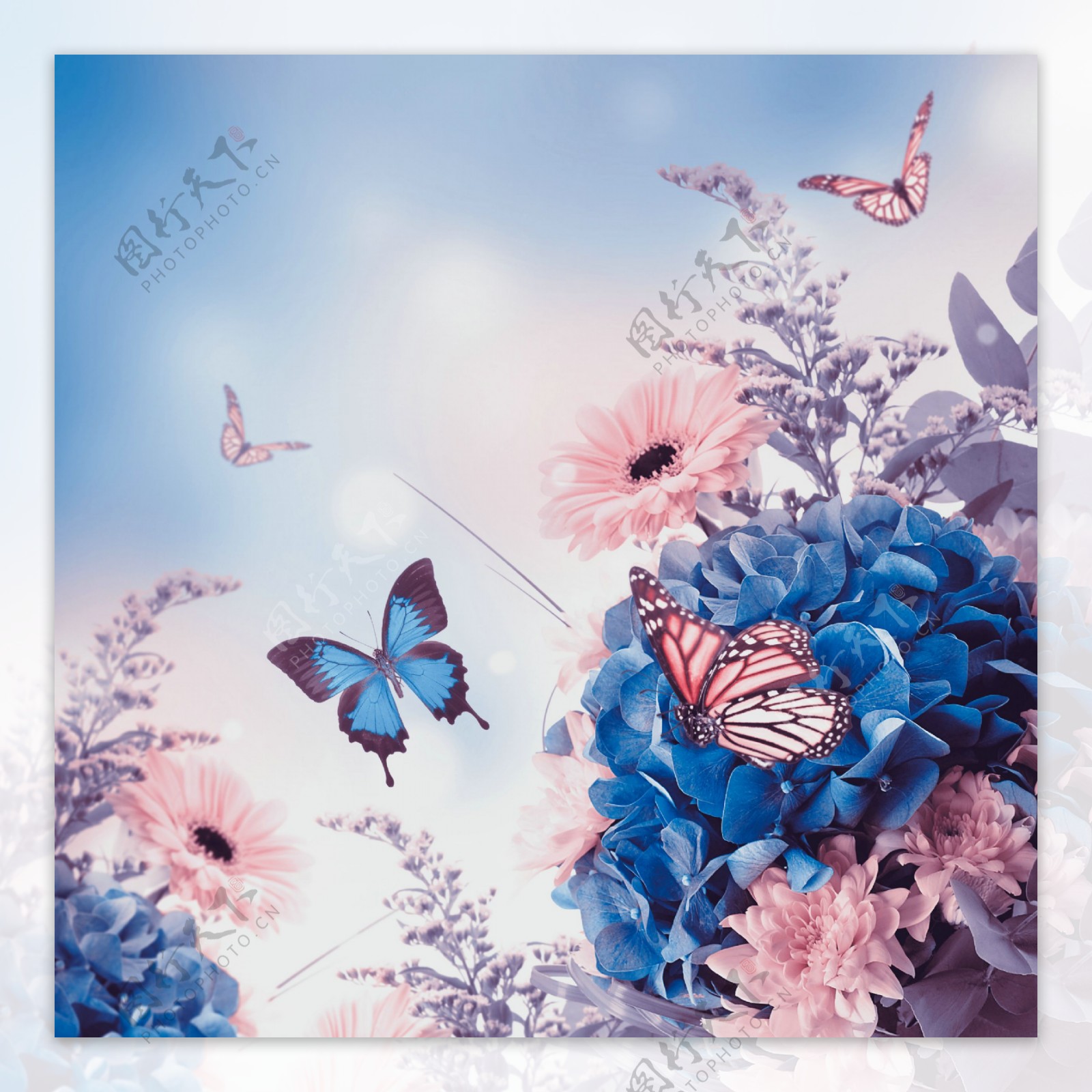 蓝色花朵与蝴蝶图片