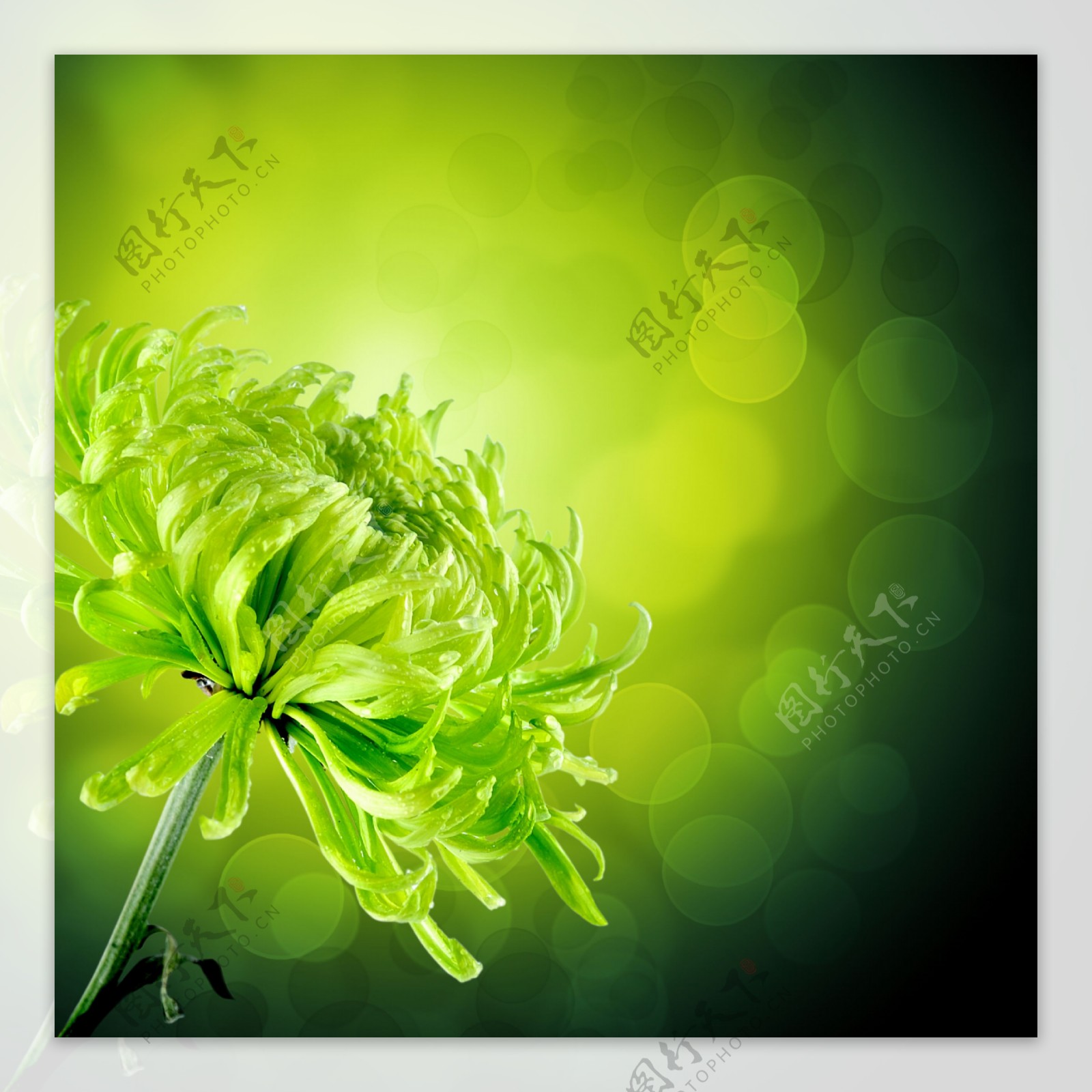 绿色花朵植物图片
