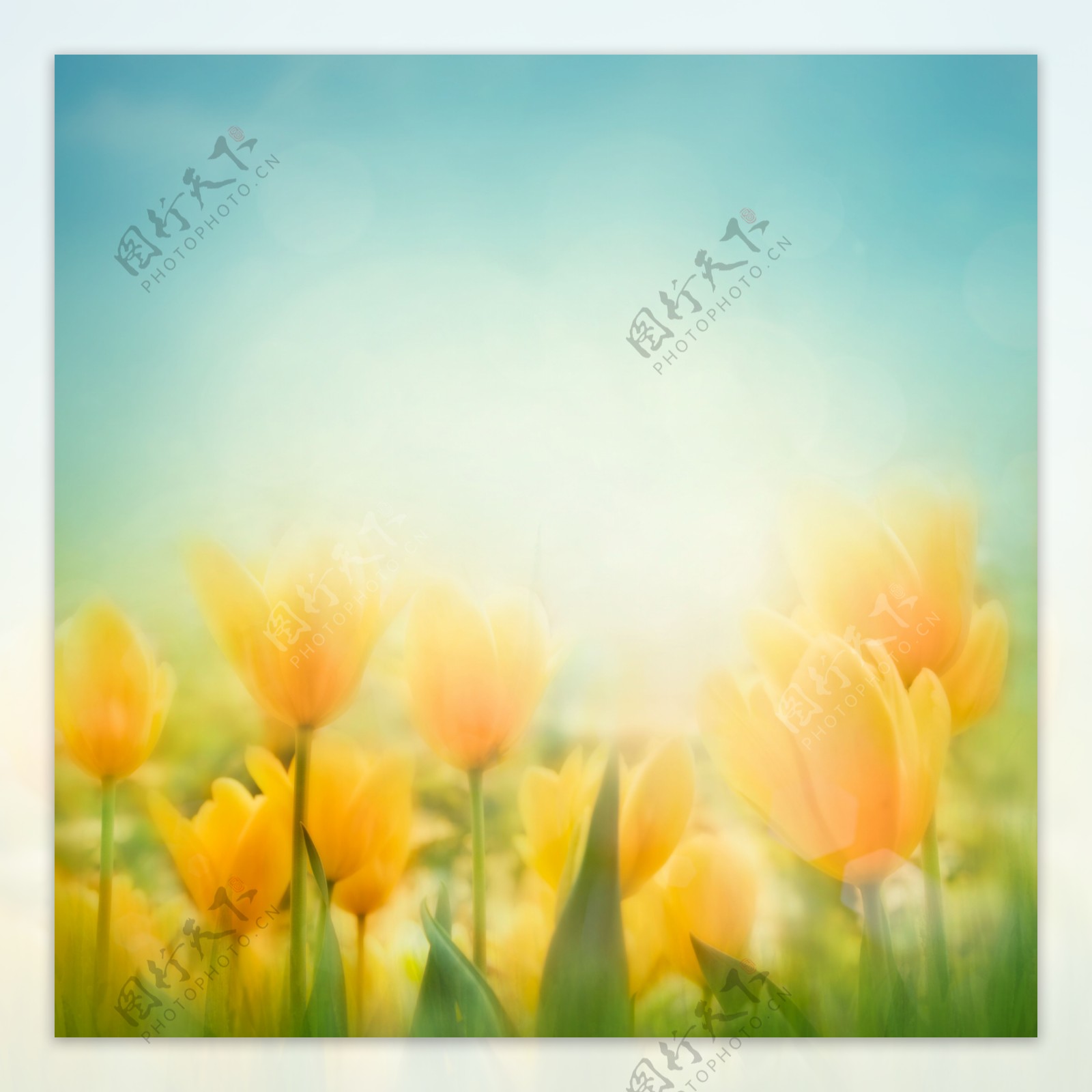 黄色郁金香花背景图片