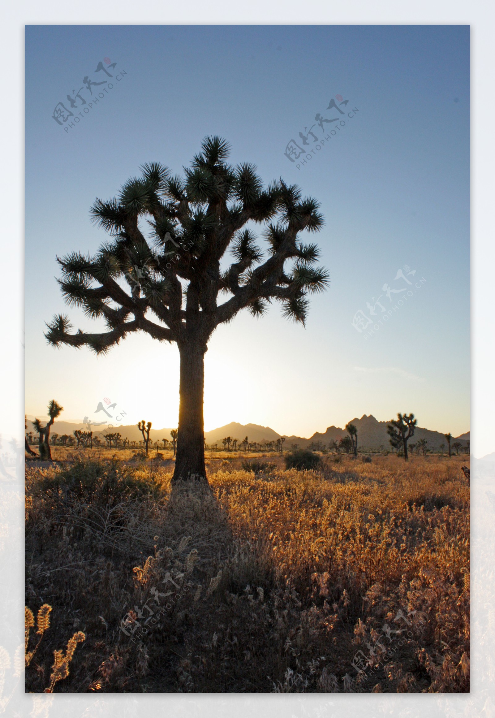 加利福尼亚约书亚的树在日落
