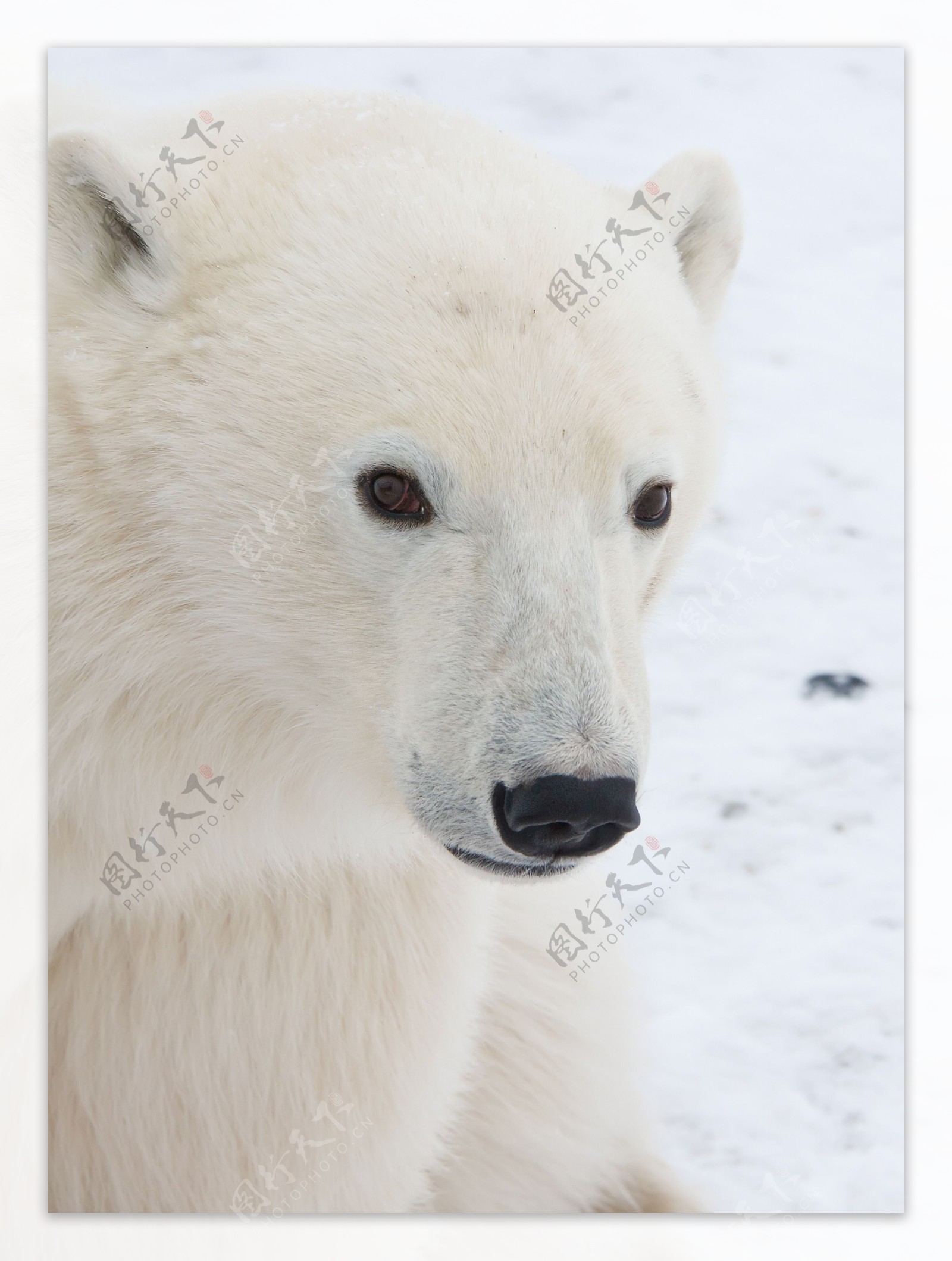 白色北极熊的近摄 · 免费素材图片