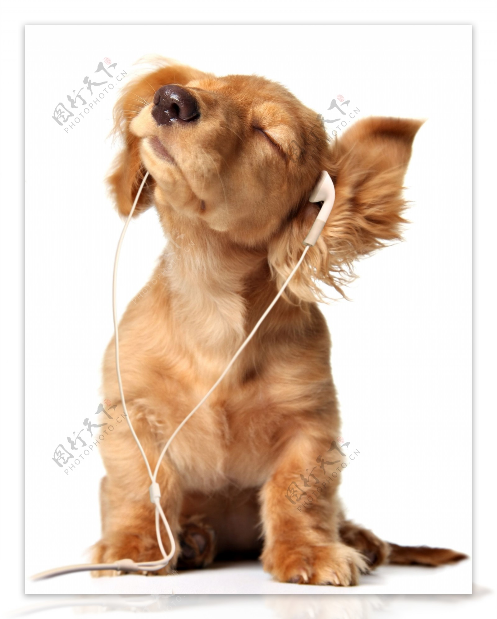 听耳机的狗狗