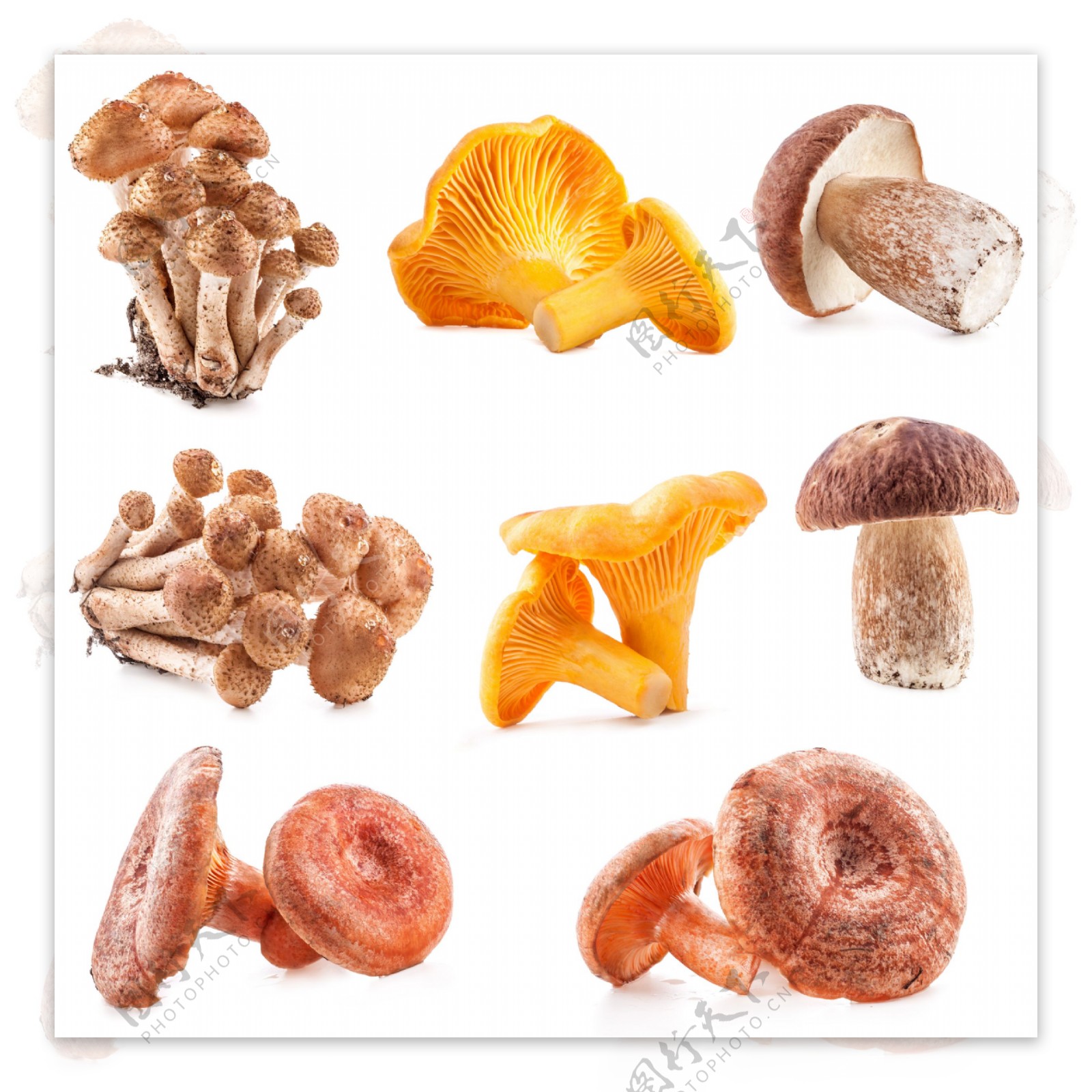 蘑菇菌类摄影图片