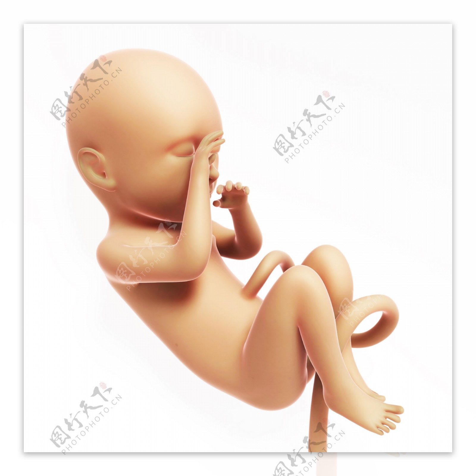 成形的胎儿图片