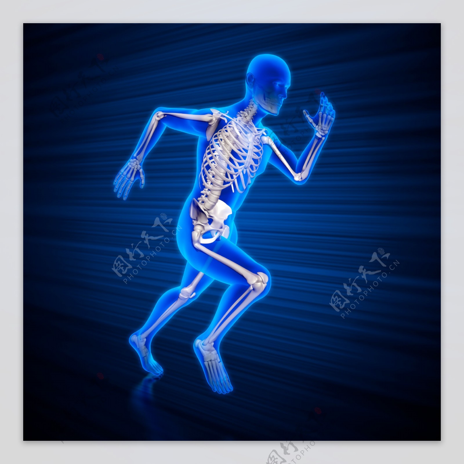 奔跑时的男性人体骨骼图片