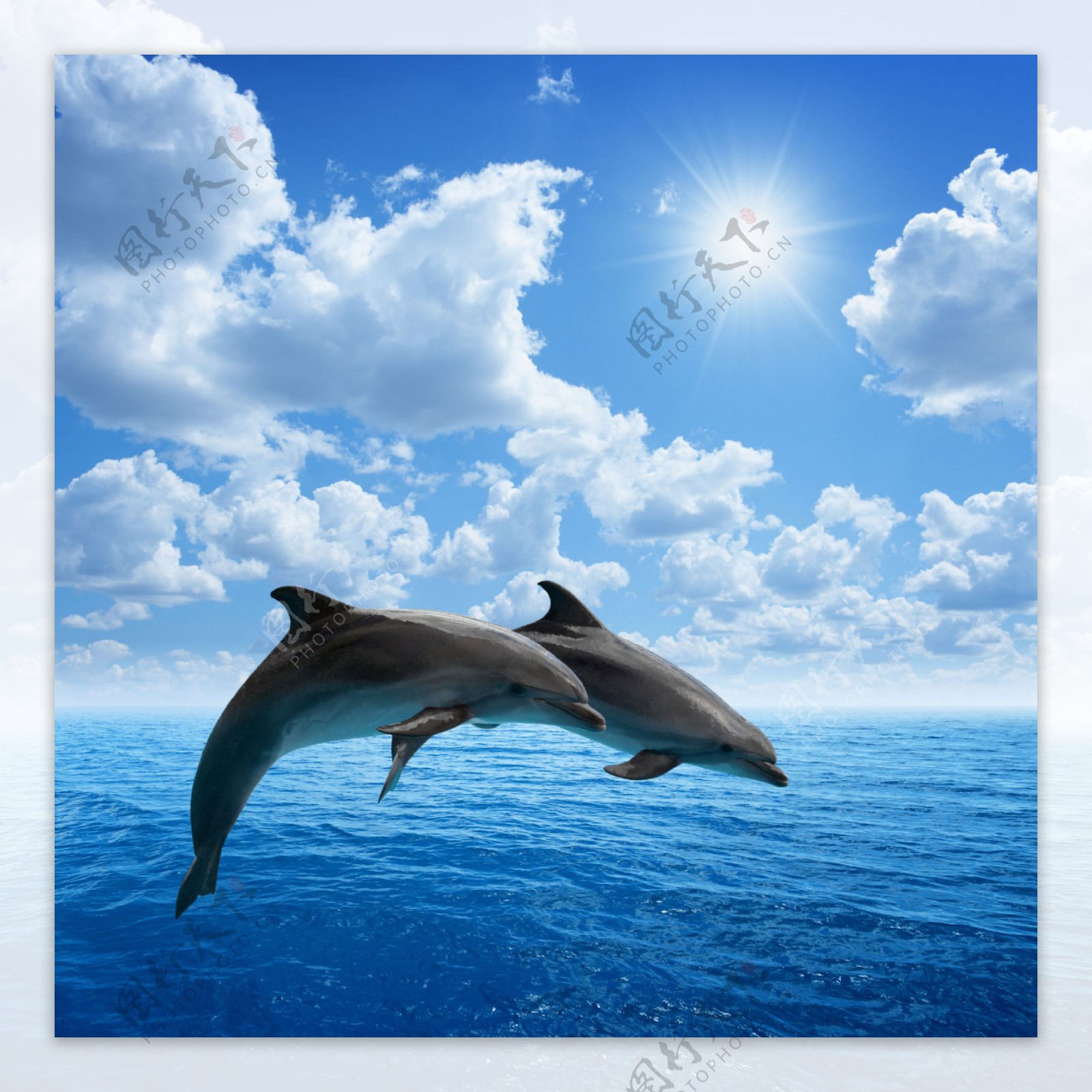 海面跳跃的海豚