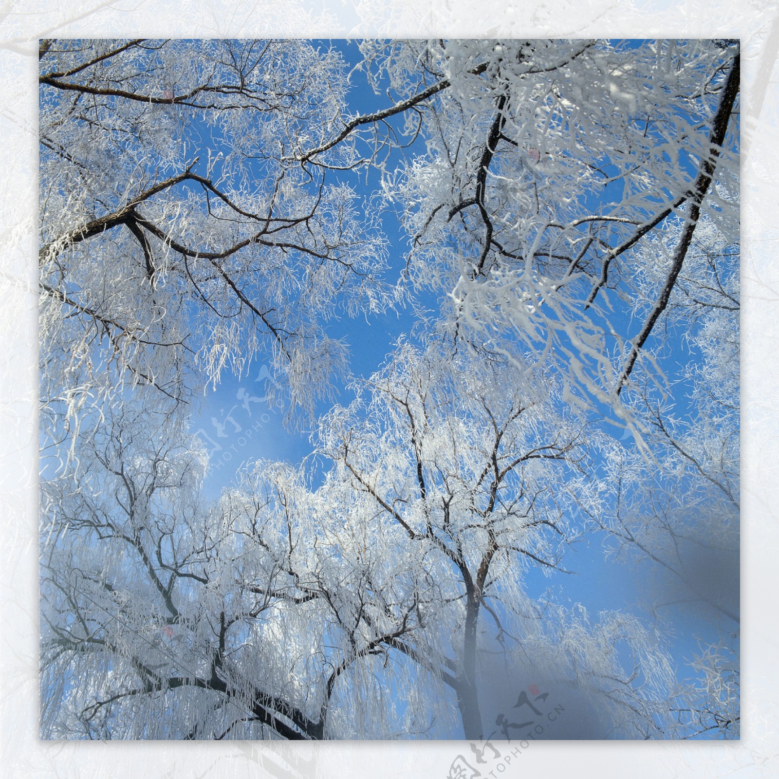 树木上的冰花摄影