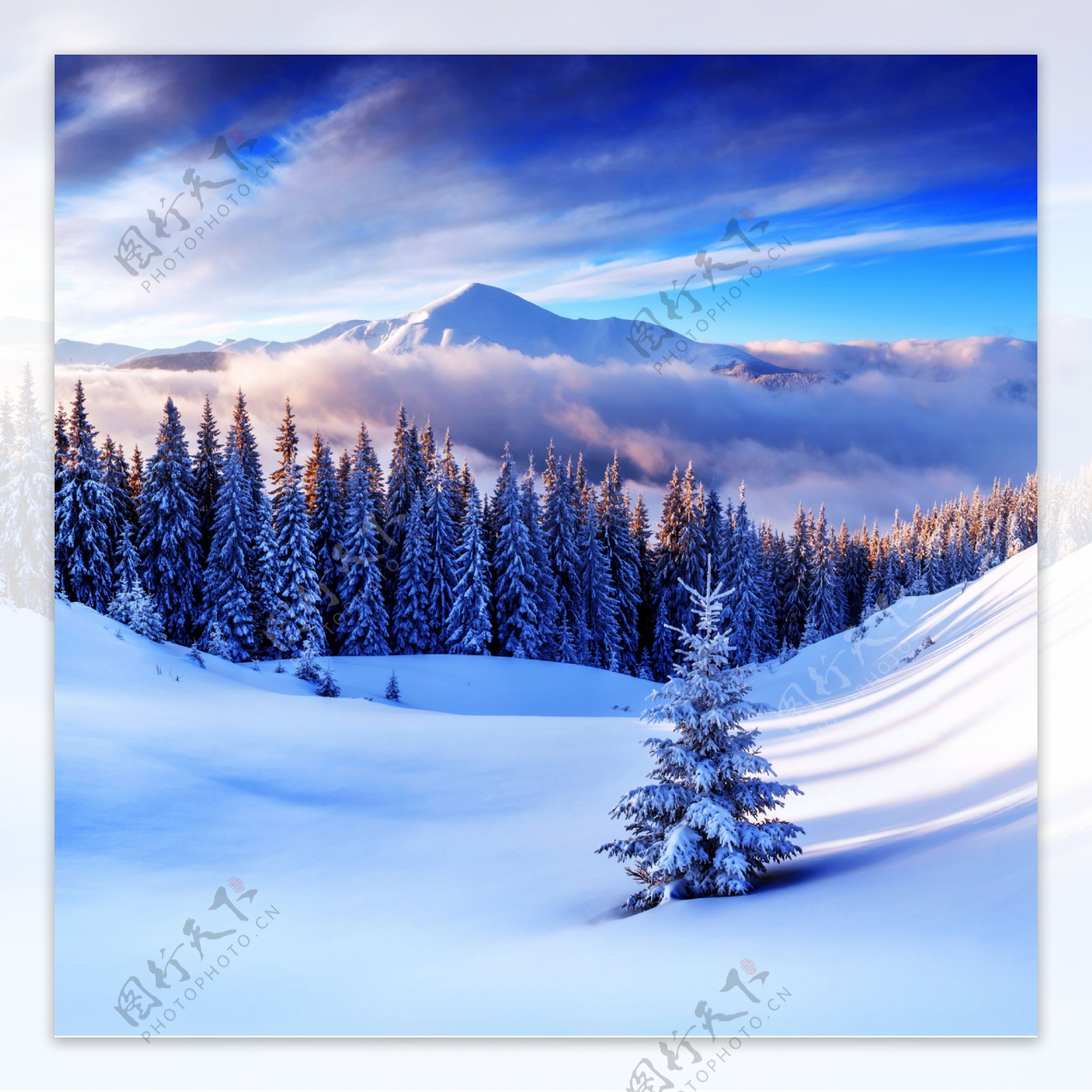 美丽的雪地树木风景