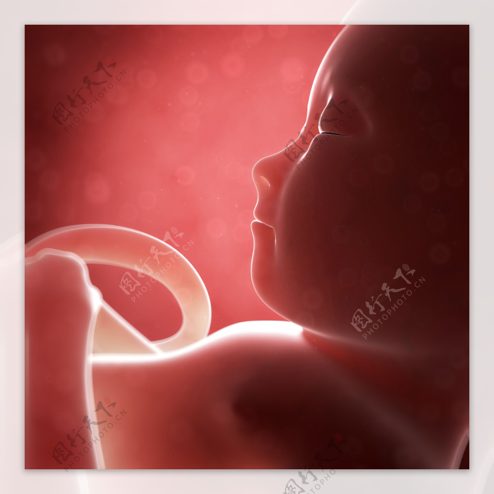 肚子里的胎儿图片