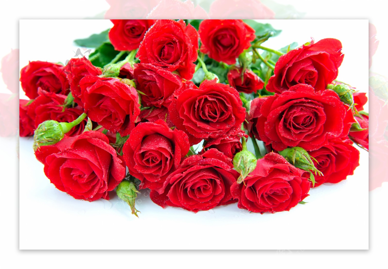 火红玫瑰花图片