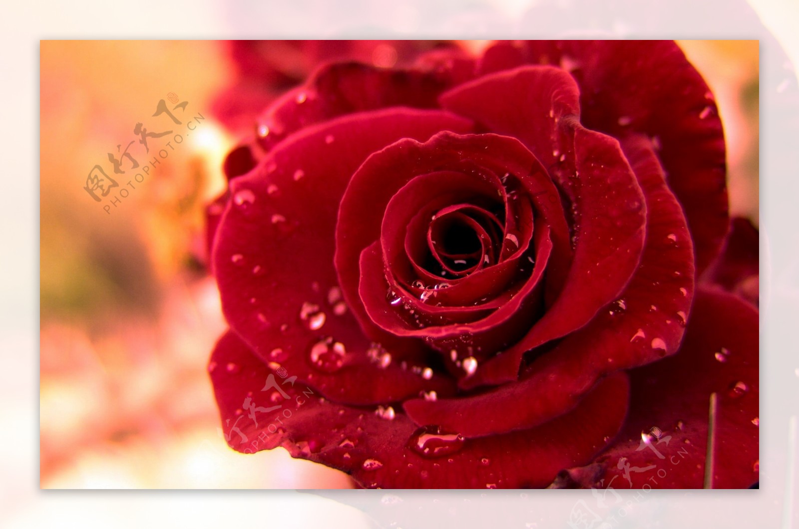 玫瑰 露珠 自然 - Pixabay上的免费照片 - Pixabay