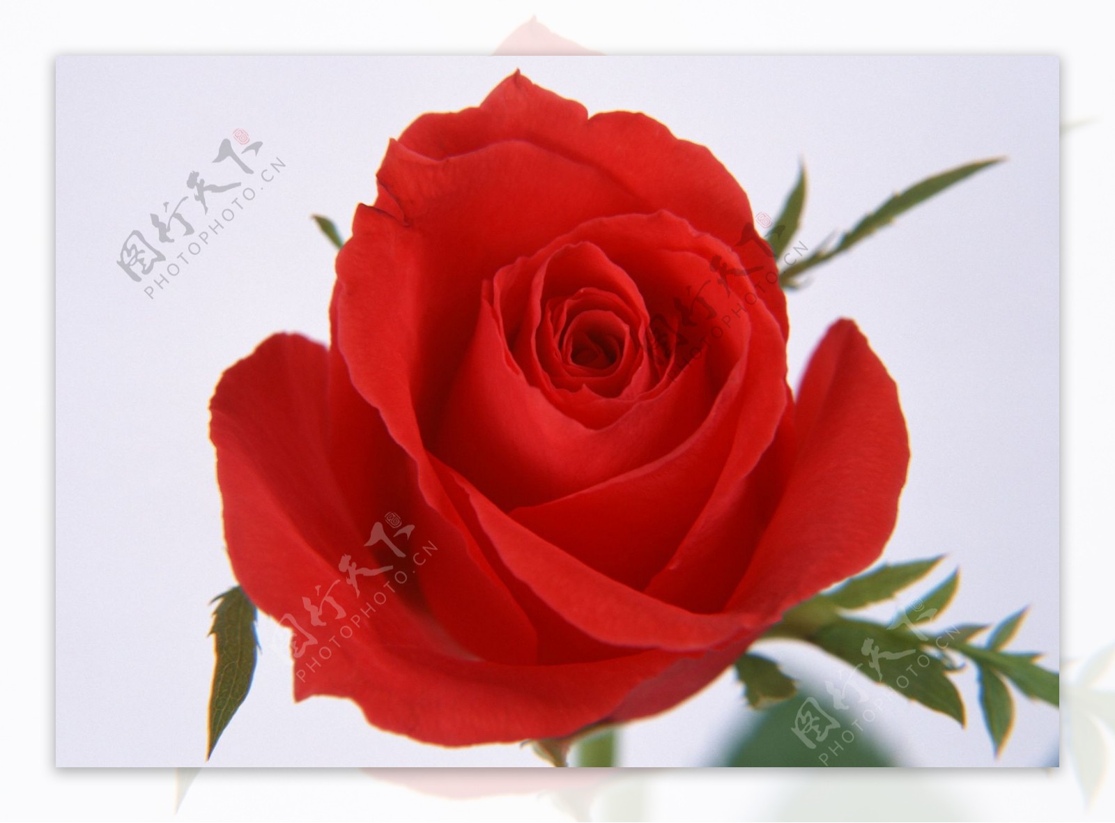 玫瑰花图片素材-编号33344766-图行天下