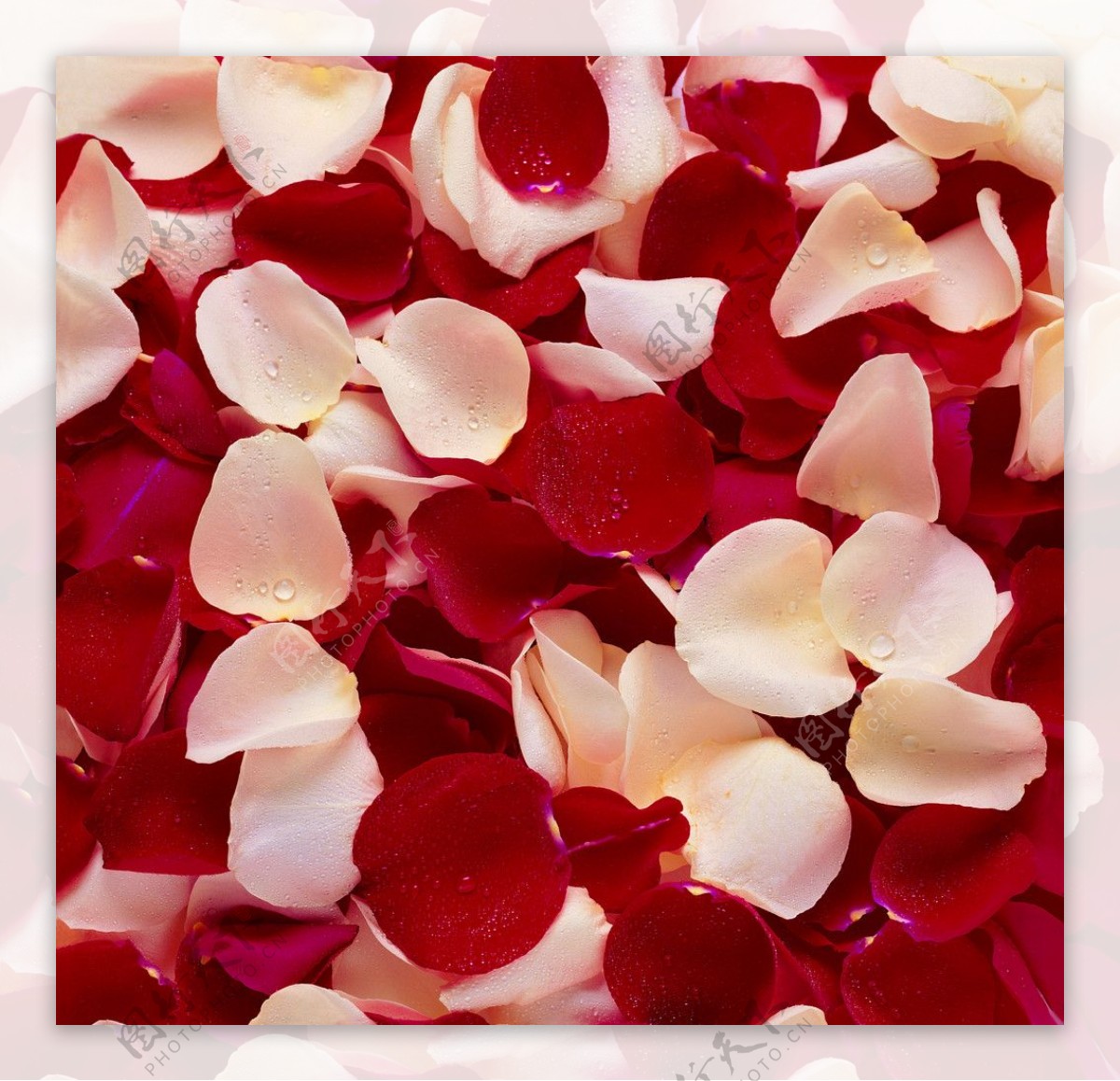 彩色玫瑰花瓣图片