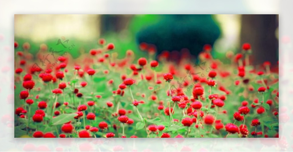 唯美红色罂粟花海图片