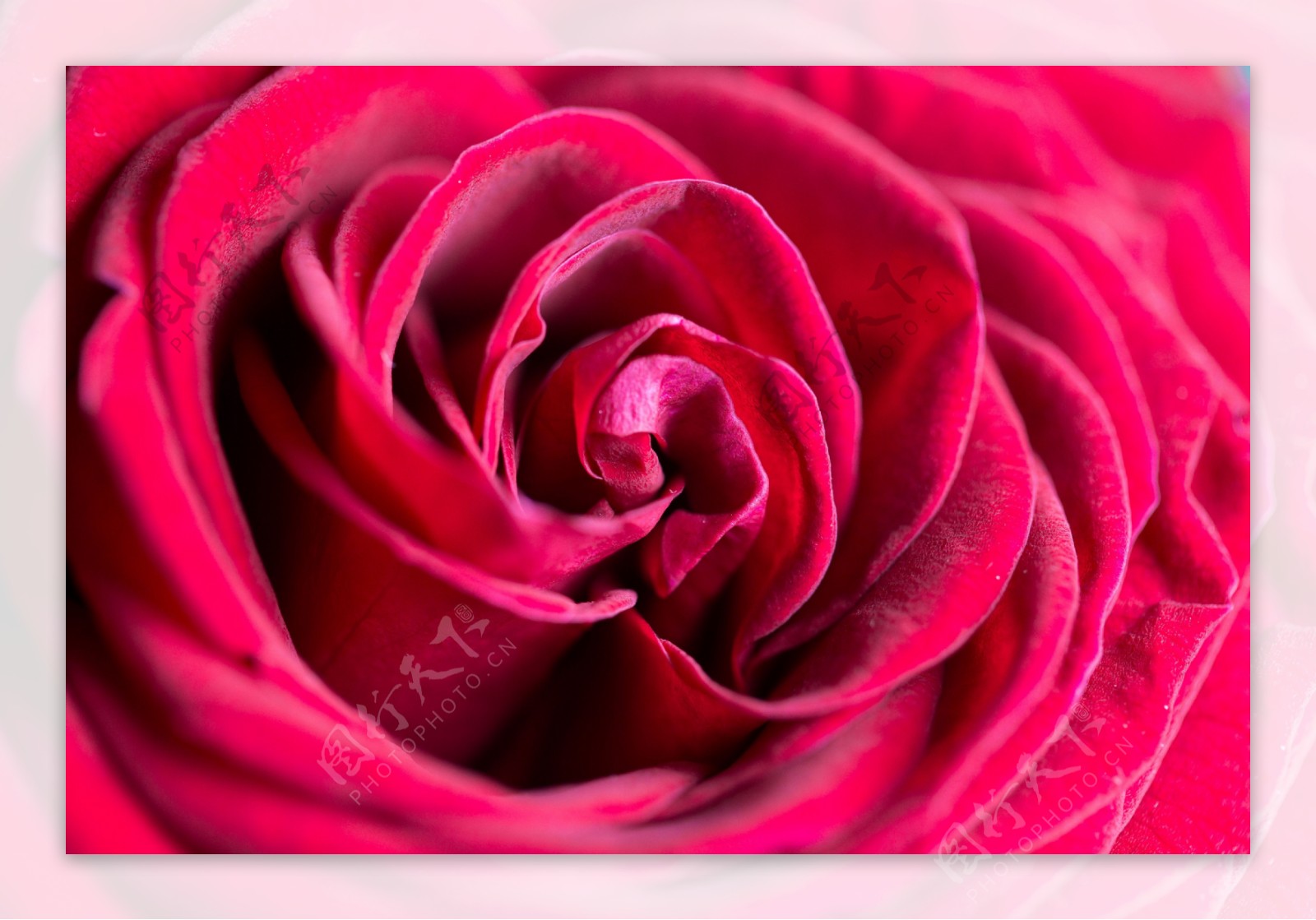 红玫瑰唯美意境壁纸高清下载-壁纸图片大全