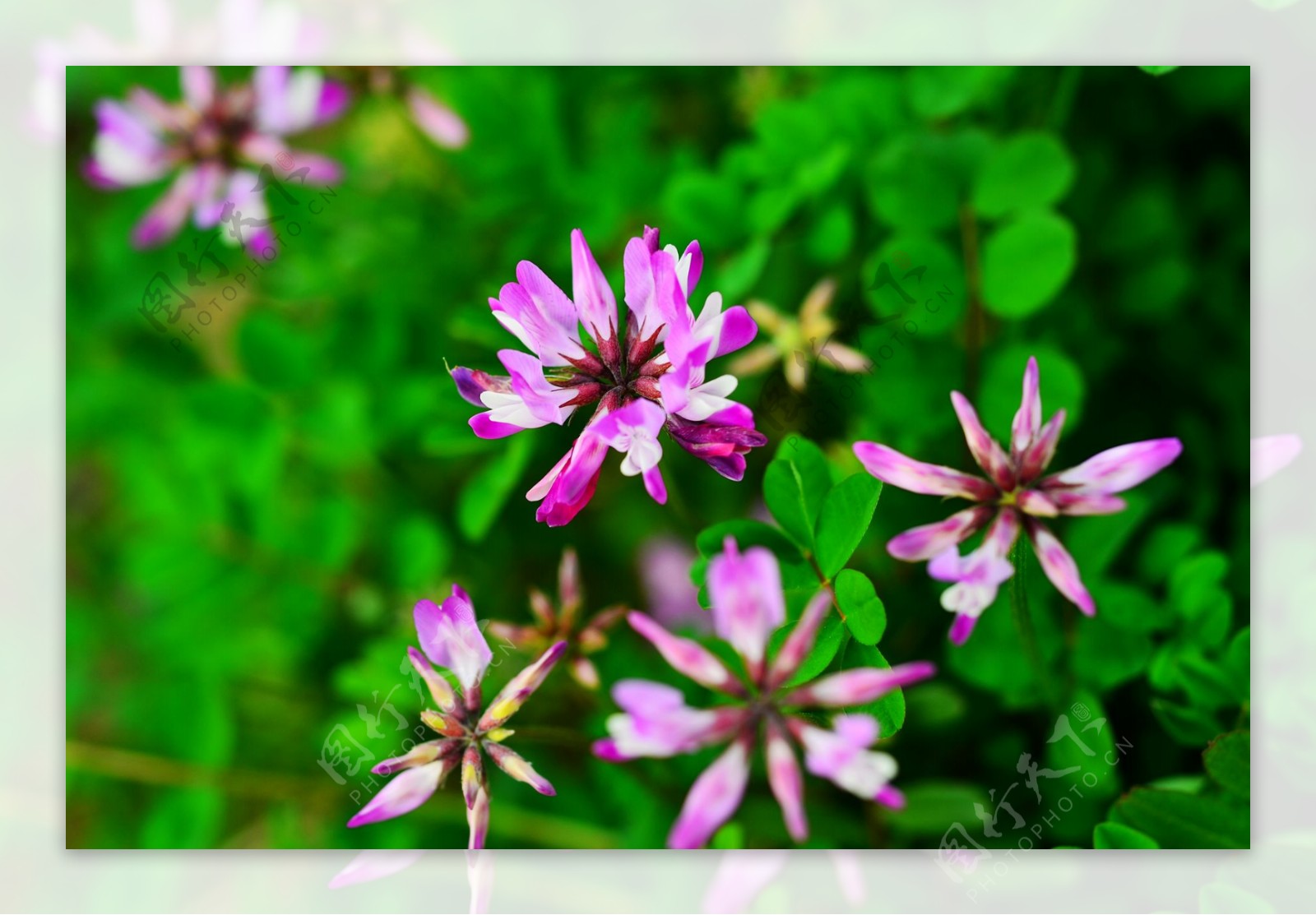 紫色苜蓿花