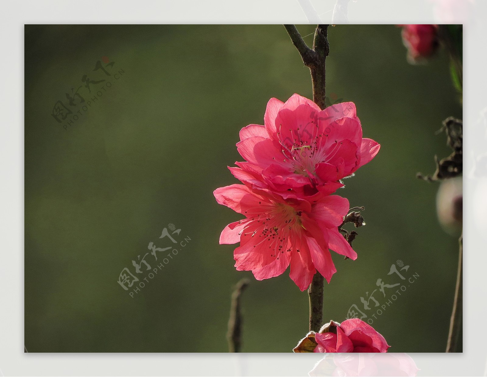 艳丽的桃花