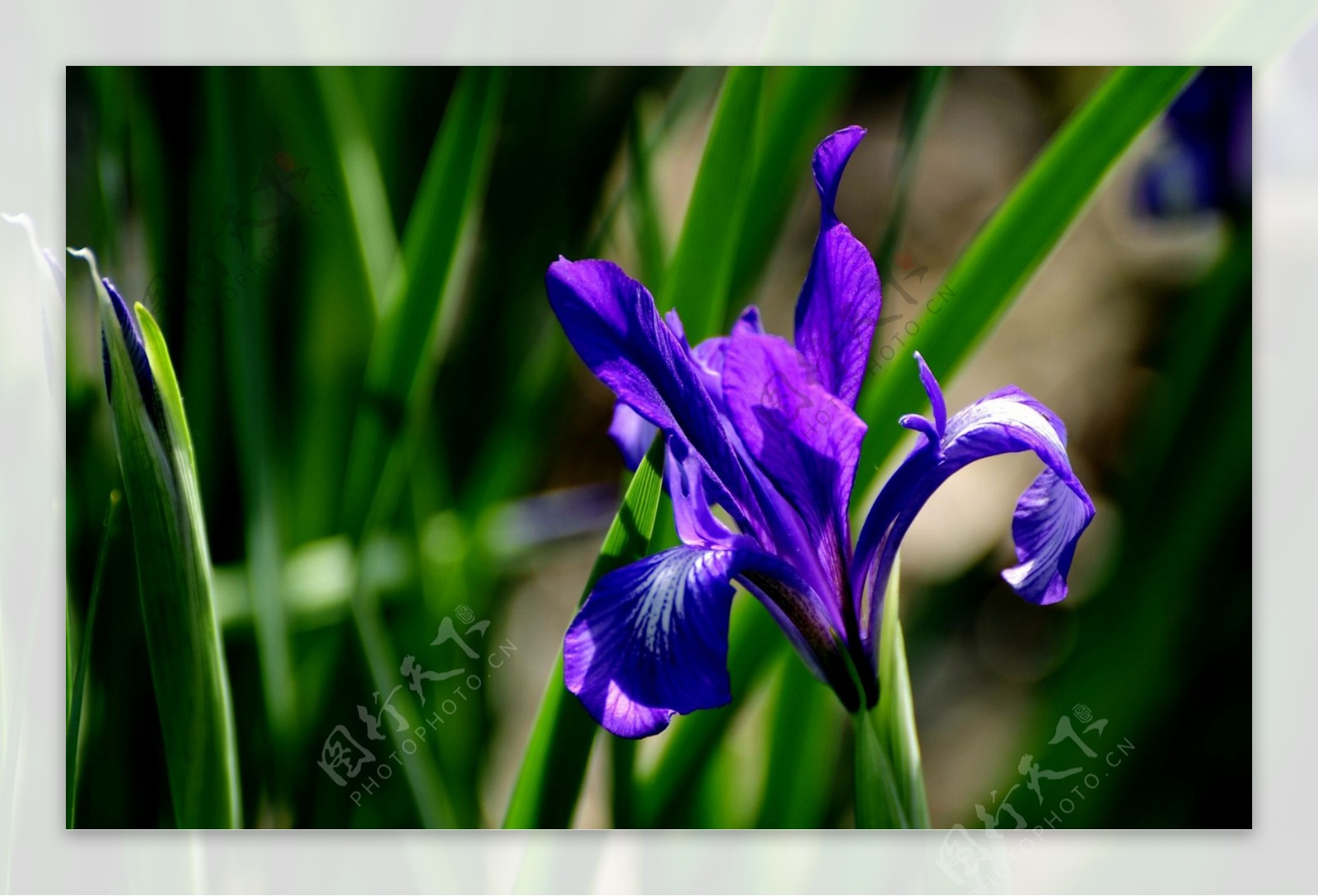 紫色马兰花