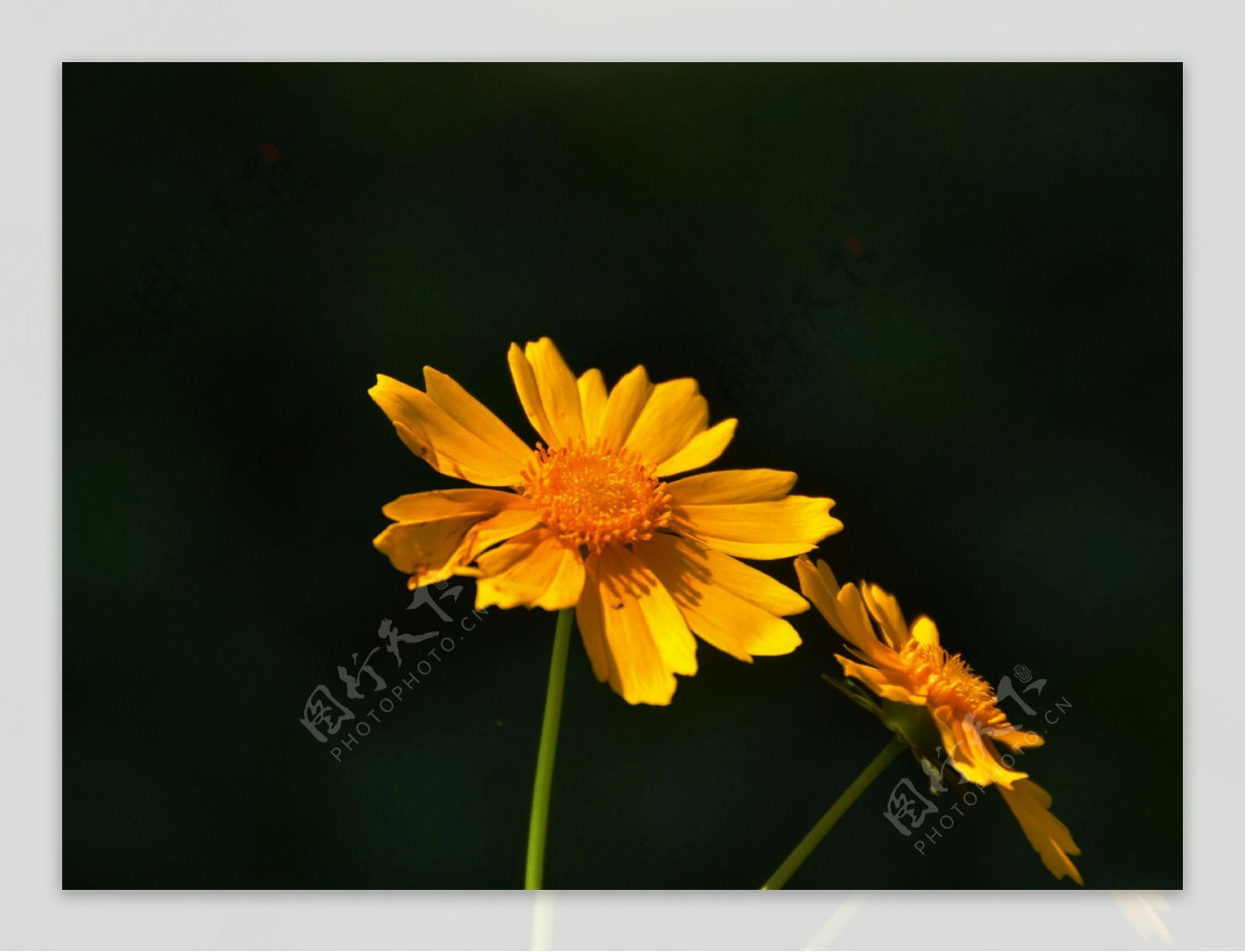 黄色金鸡菊花卉