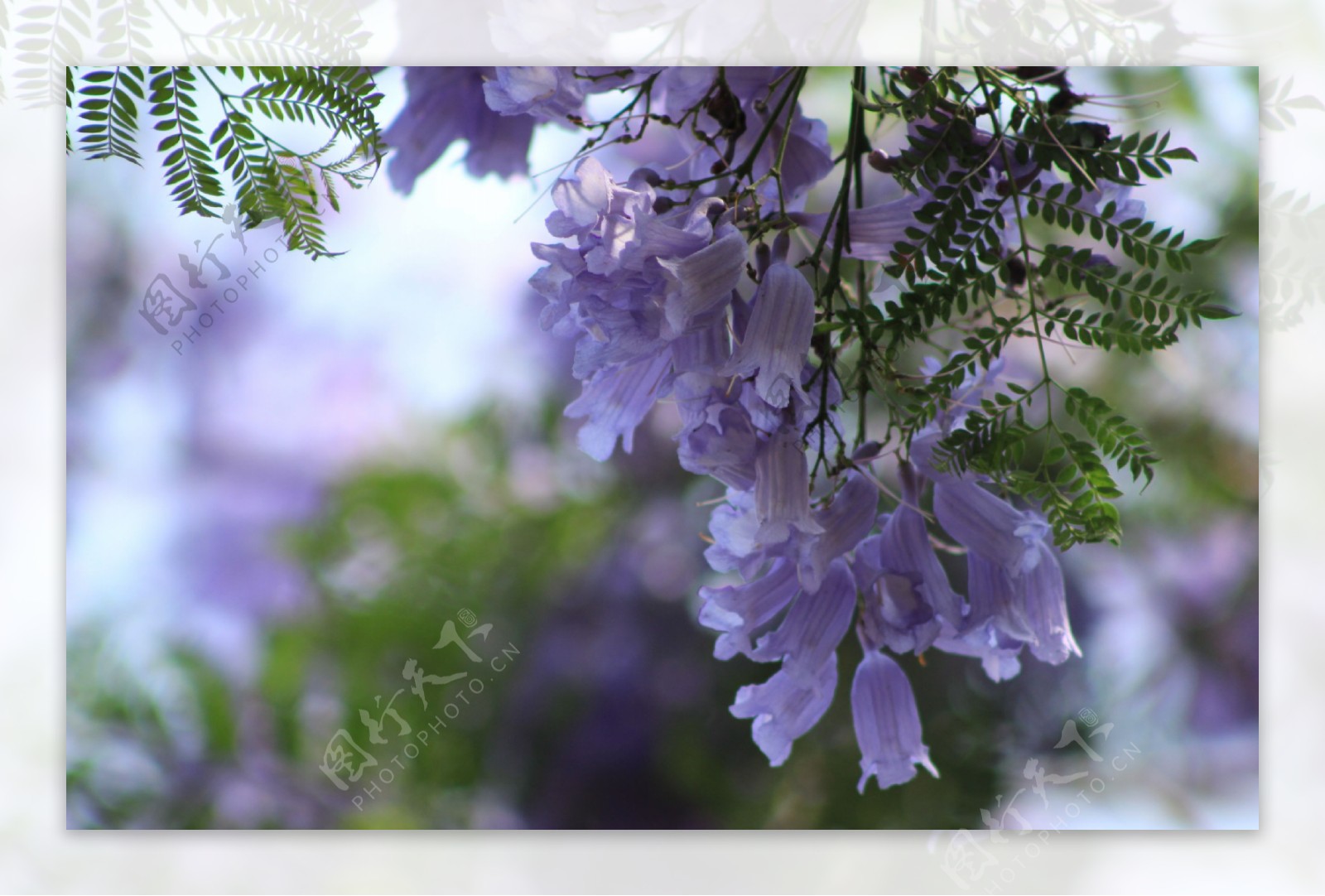 紫色浪漫的蓝花楹