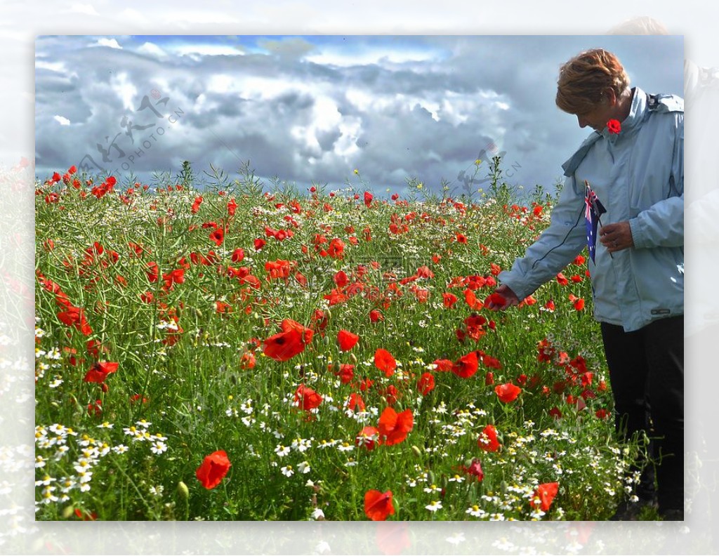 罂粟原野女子红色草甸野花花瓣植物区系自然和平