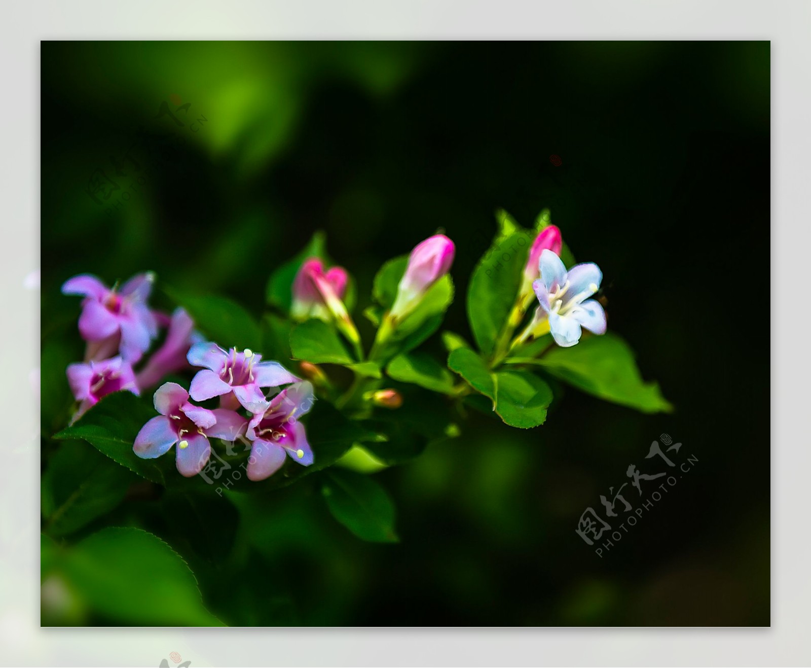 小巧锦带花