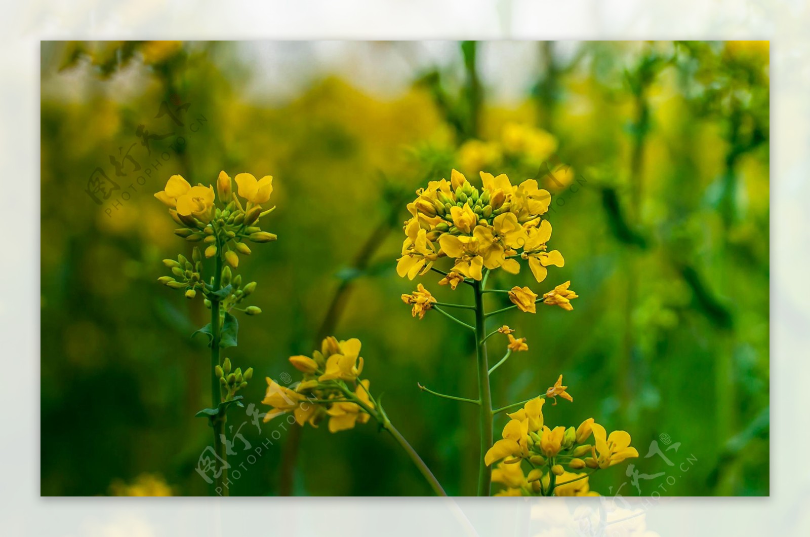 唯美油菜花特写