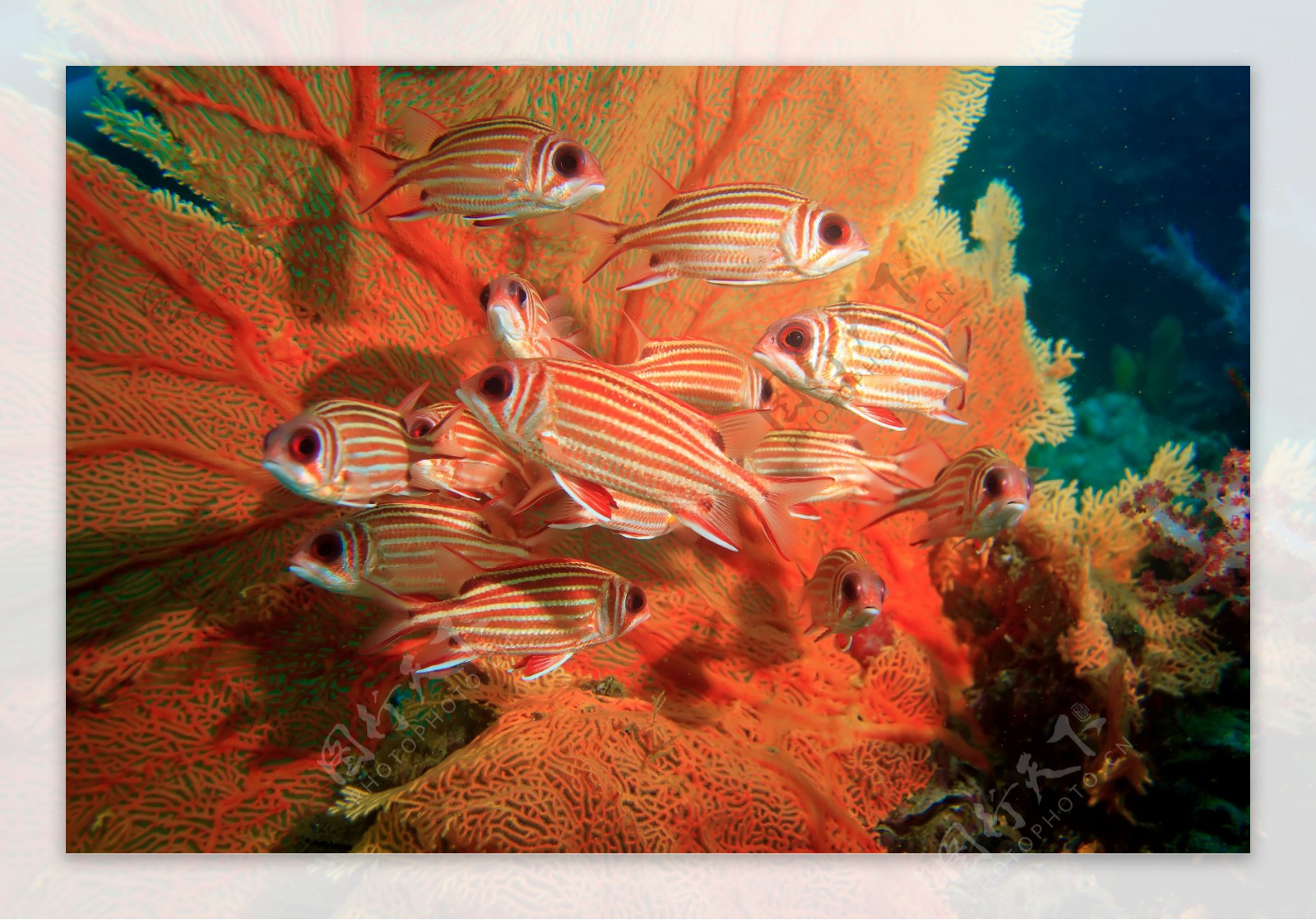 一群红色条纹的鱼图片