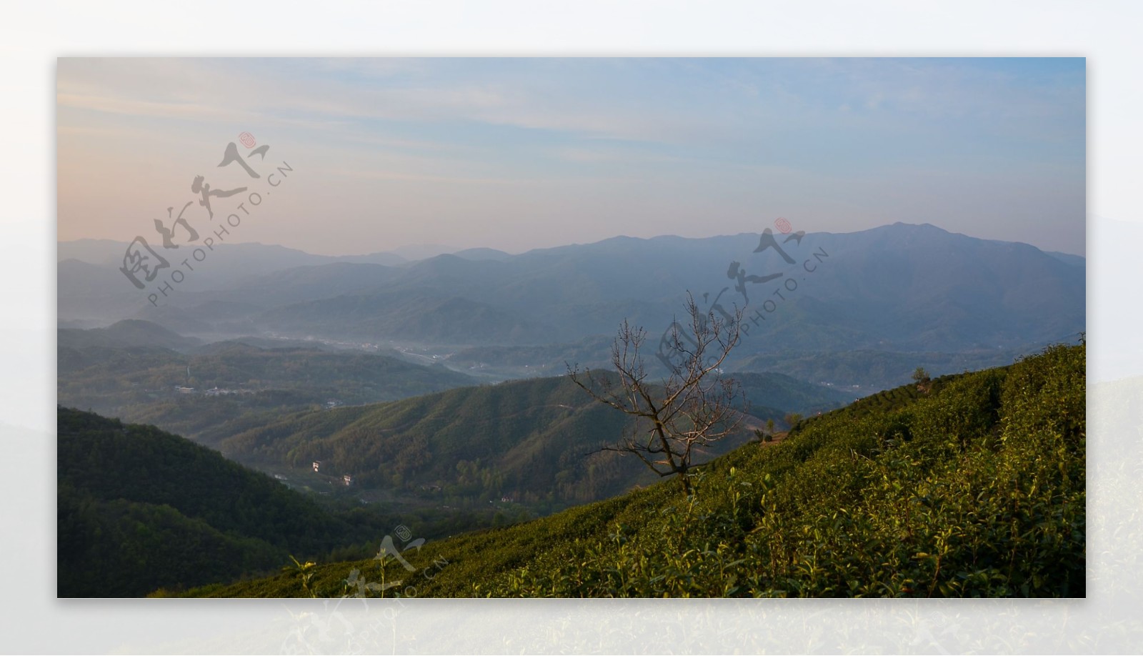 清晨茶园薄雾风景