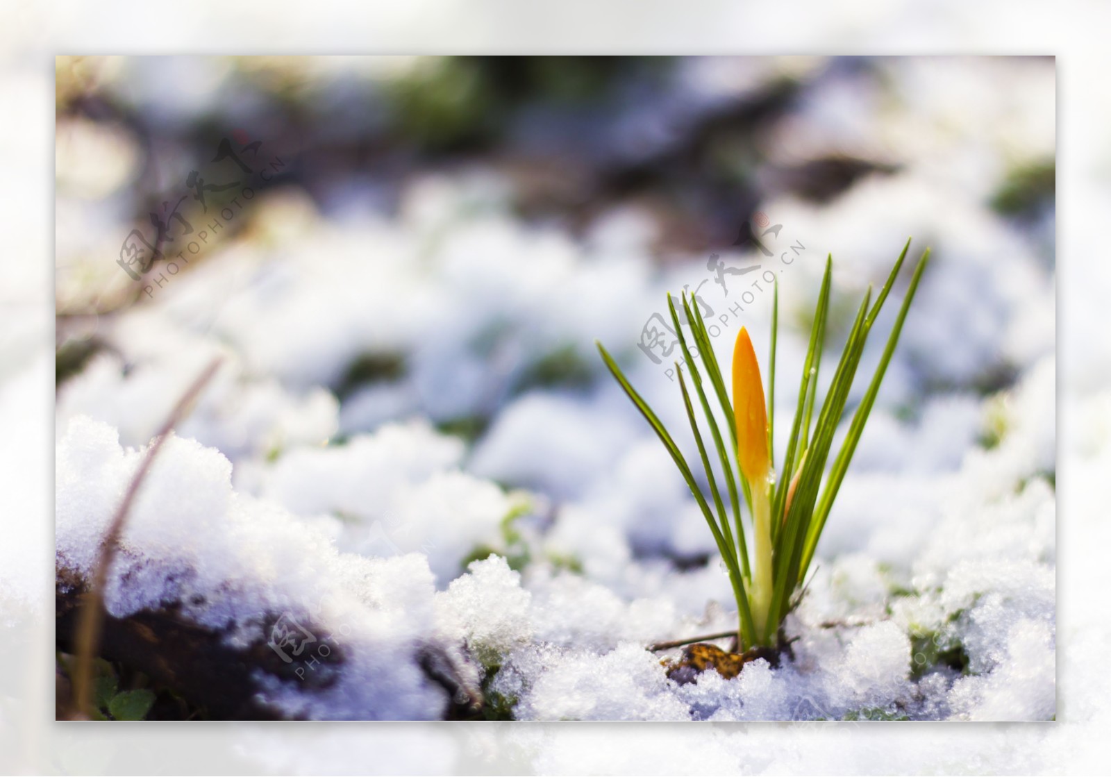 雪地里的雪滴花花骨朵图片